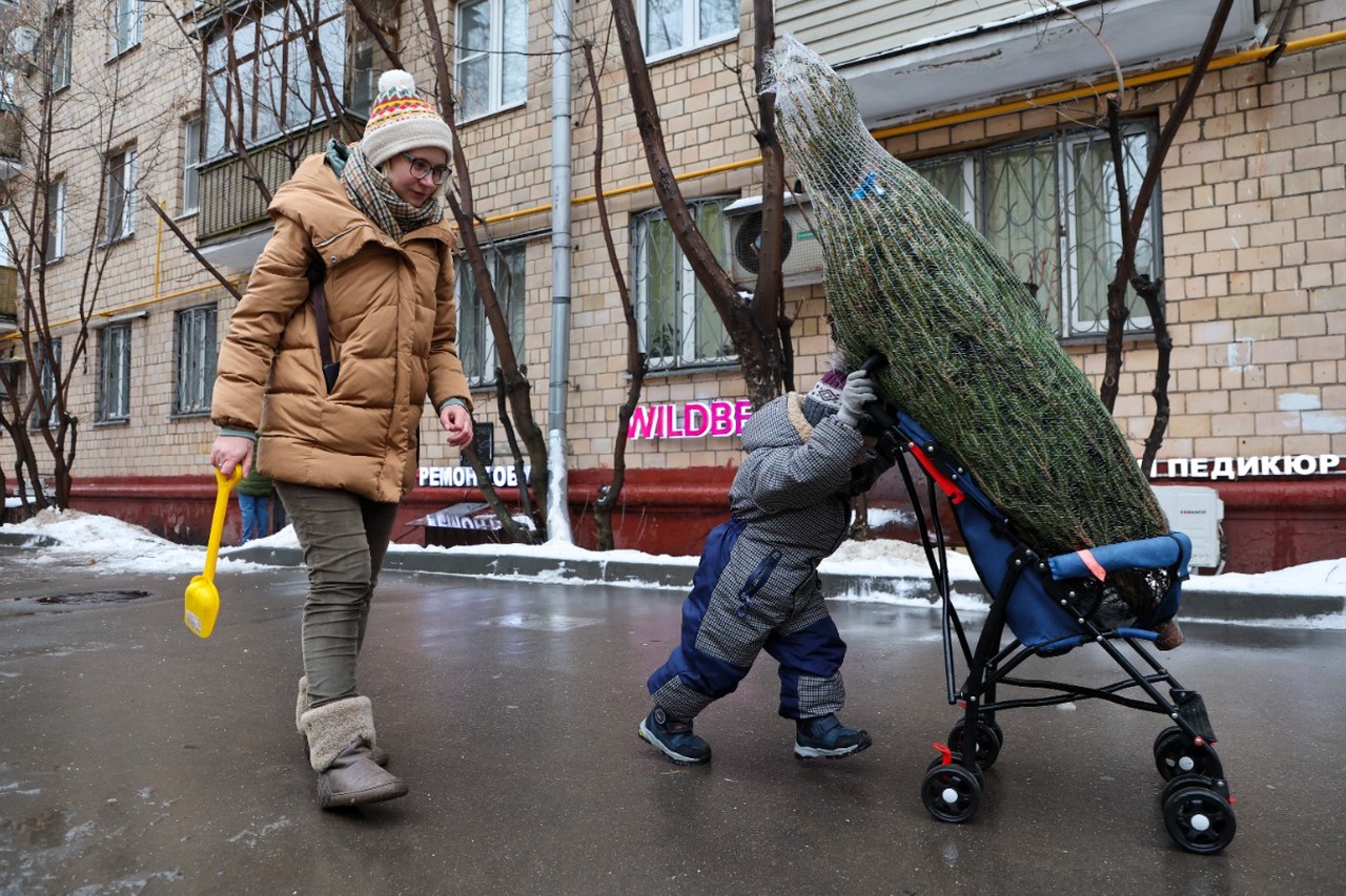 Живая ель против искусственной: честный разбор, что выгоднее и экологичнее