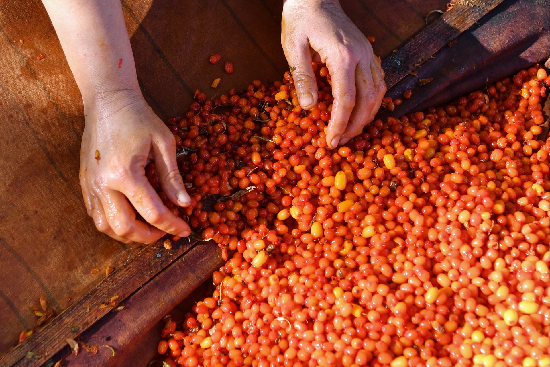 Врач заявил о безусловной пользе облепихи в осенне-зимний сезон