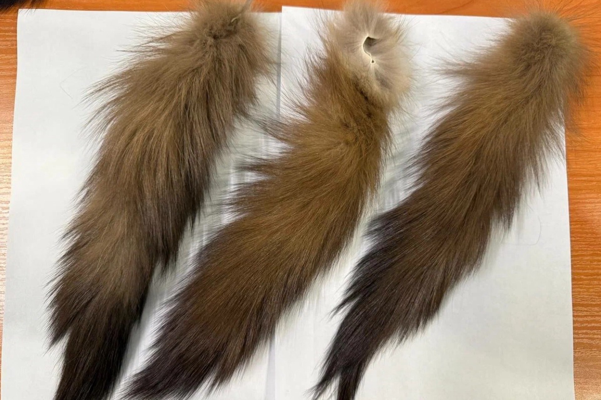 В аэропорту Домодедово задержали иностранца, пытавшегося вывезти семь тысяч хвостов куницы