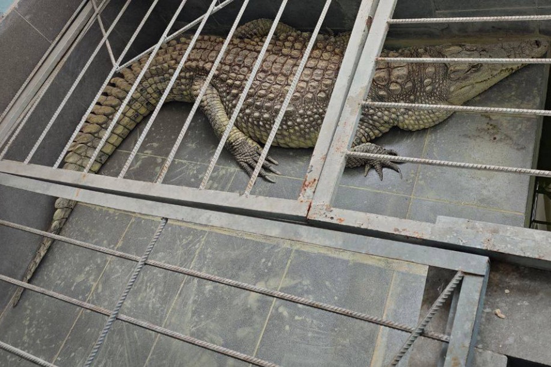 В обнинской телекомпании 20 лет тайно проживал крокодил