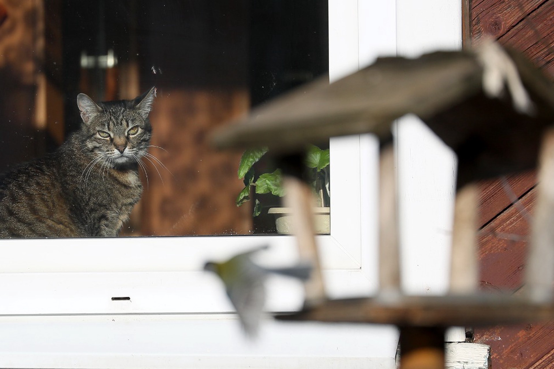 Ветеринар объяснил вред птичьих кормушек для домашних кошек