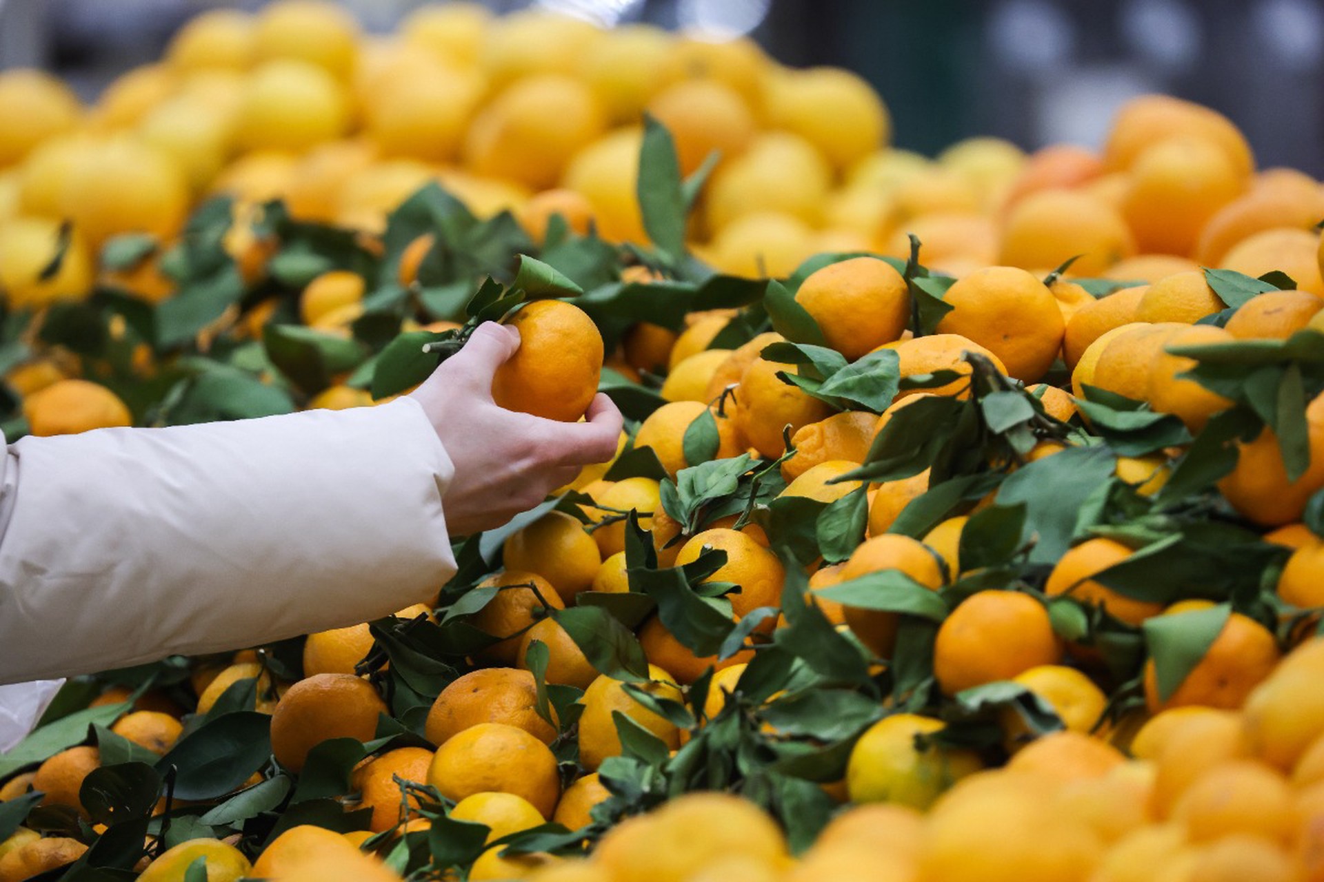 Россиян предупредили о росте цен на мандарины и алкоголь к Новому году