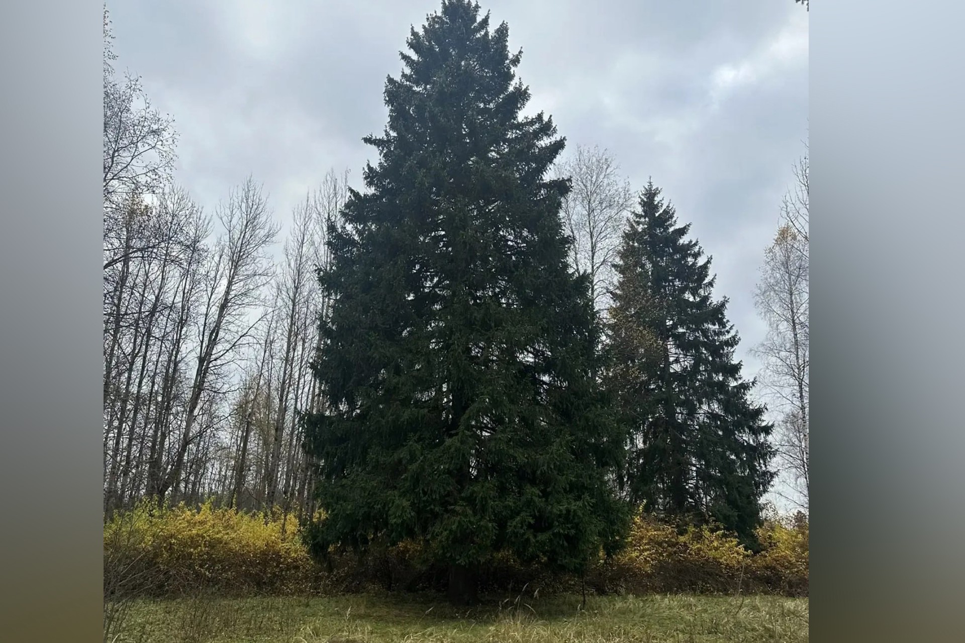 В России выбрали главную новогоднюю елку