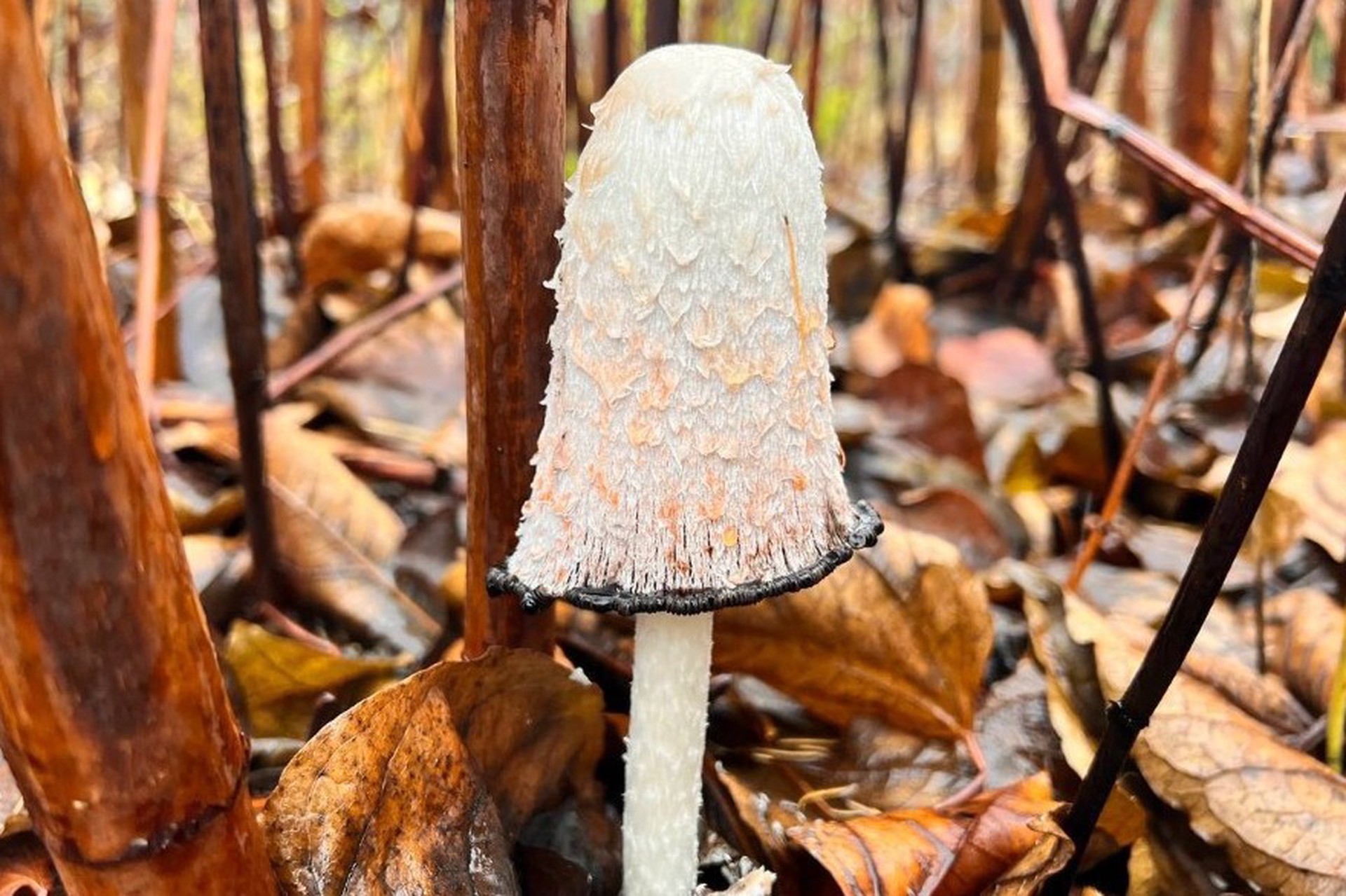 Гриб-камикадзе обнаружили в Алексеевском лесопарке