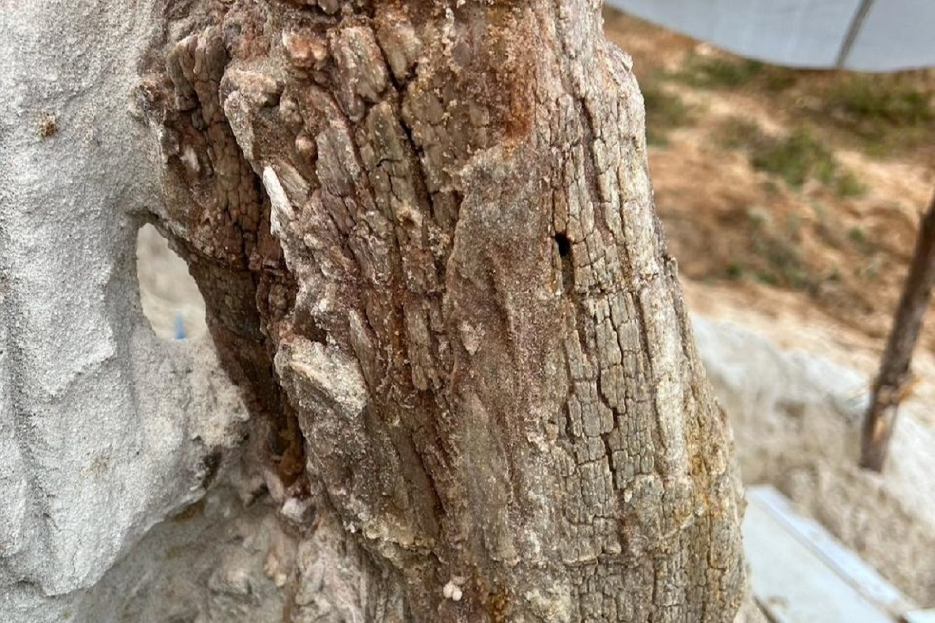 385 миллионов лет: самое древнее дерево обнаружили в России