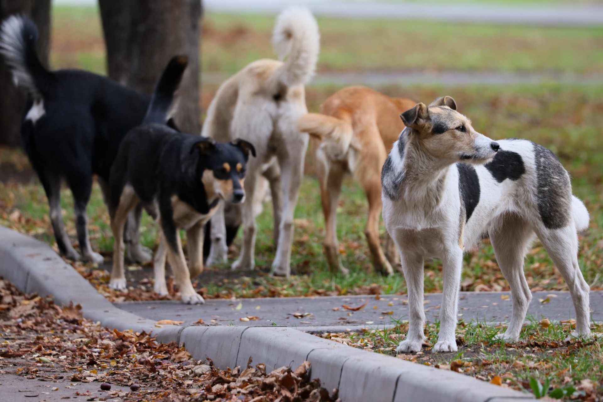 В России возможен принудительный отстрел бездомных собак, заявили в Госдуме
