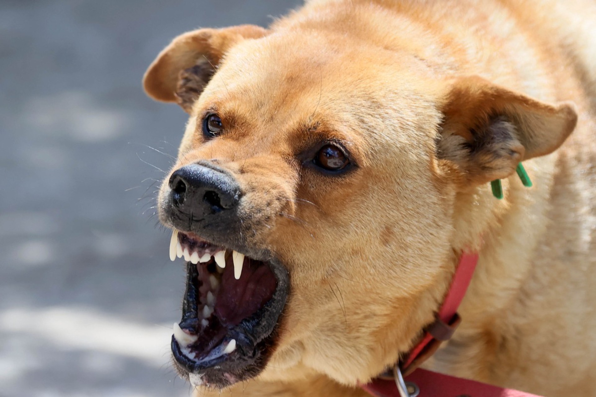 Эвтаназию агрессивных собак разрешили в российском регионе