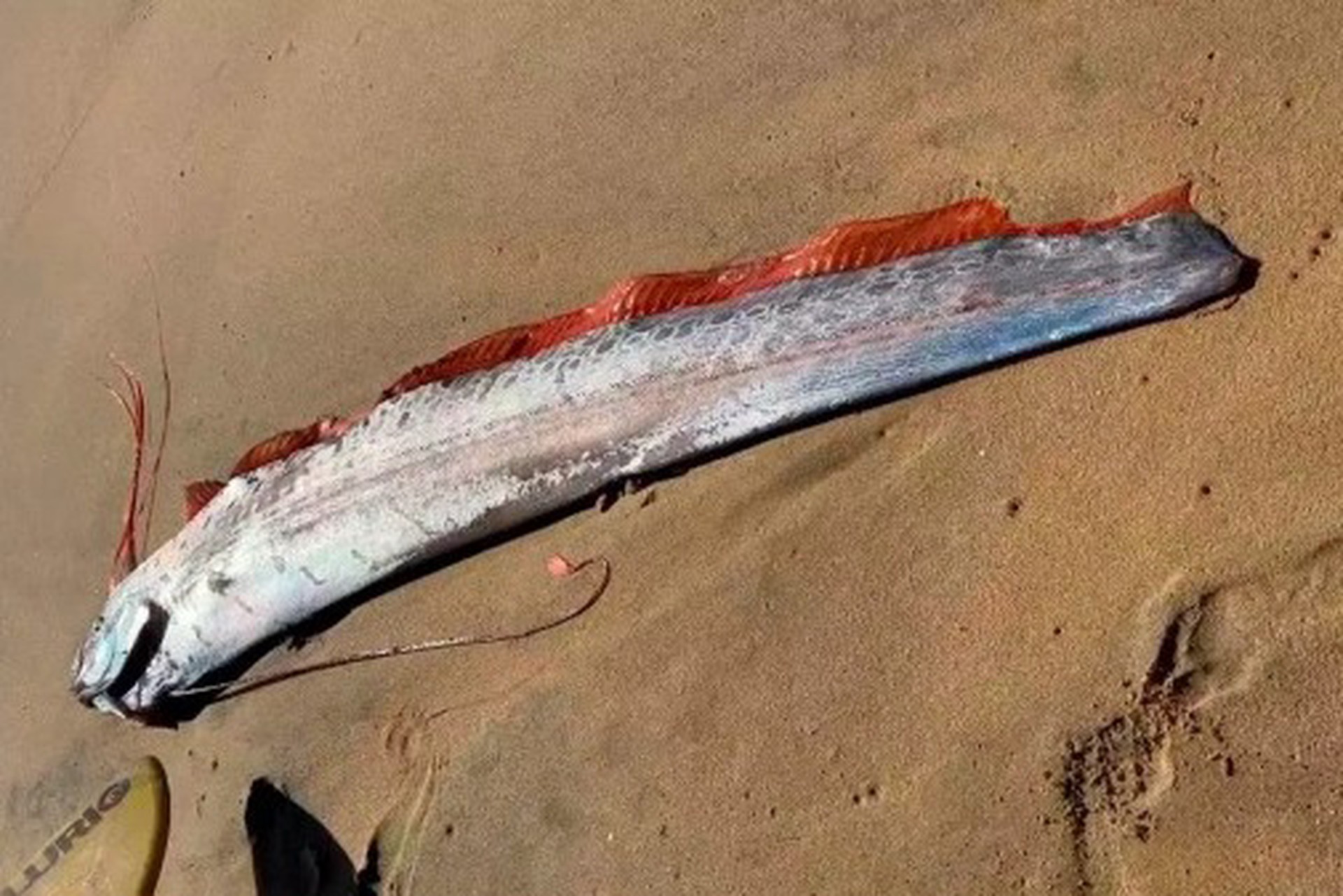 Предвещающего катаклизмы сельдяного короля вынесло на берег