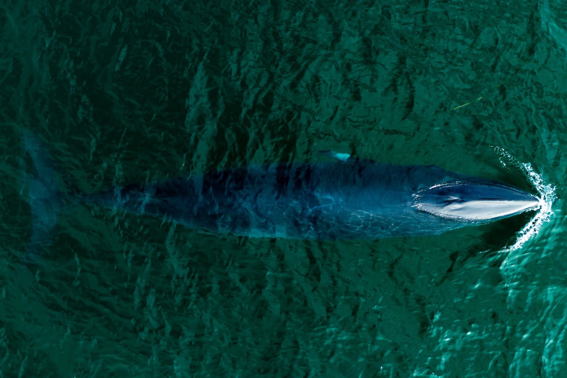 Редкого кита с клыками впервые увидели живьем в дикой природе
