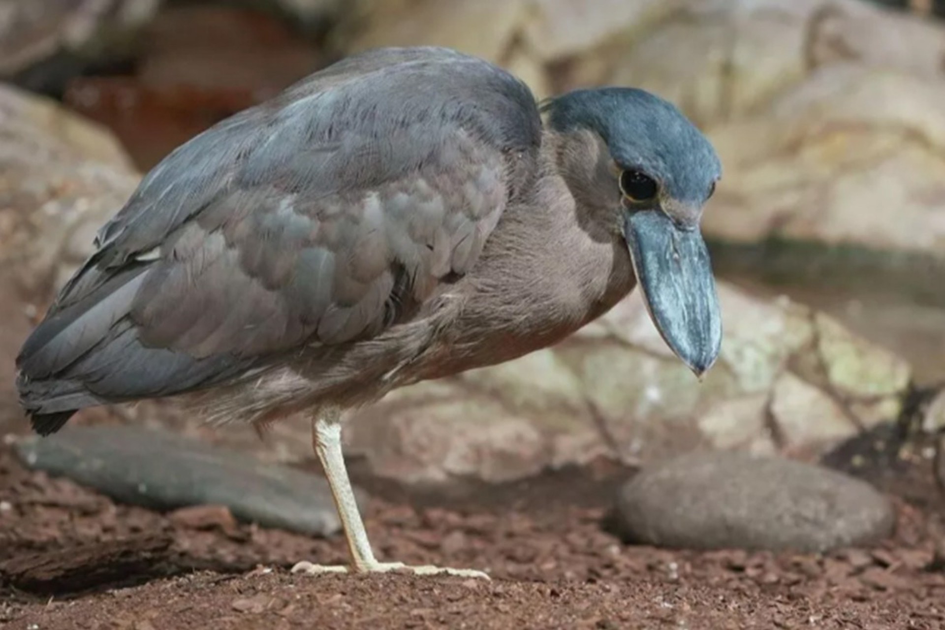 В Москве поселились экзотические лягушкороты и челноклювы