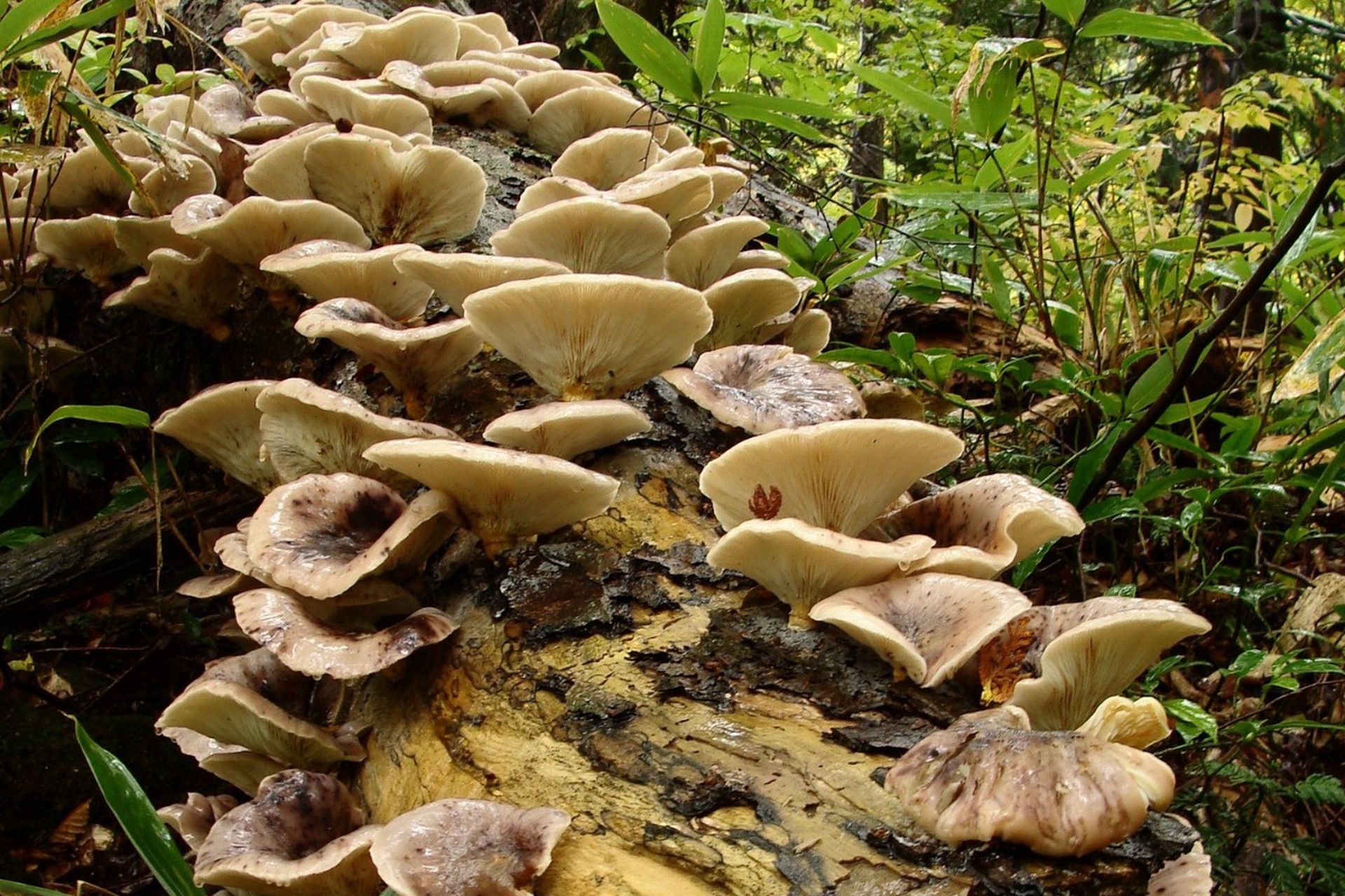 Японский пенсионер съел ядовитые грибы после совета нейросети