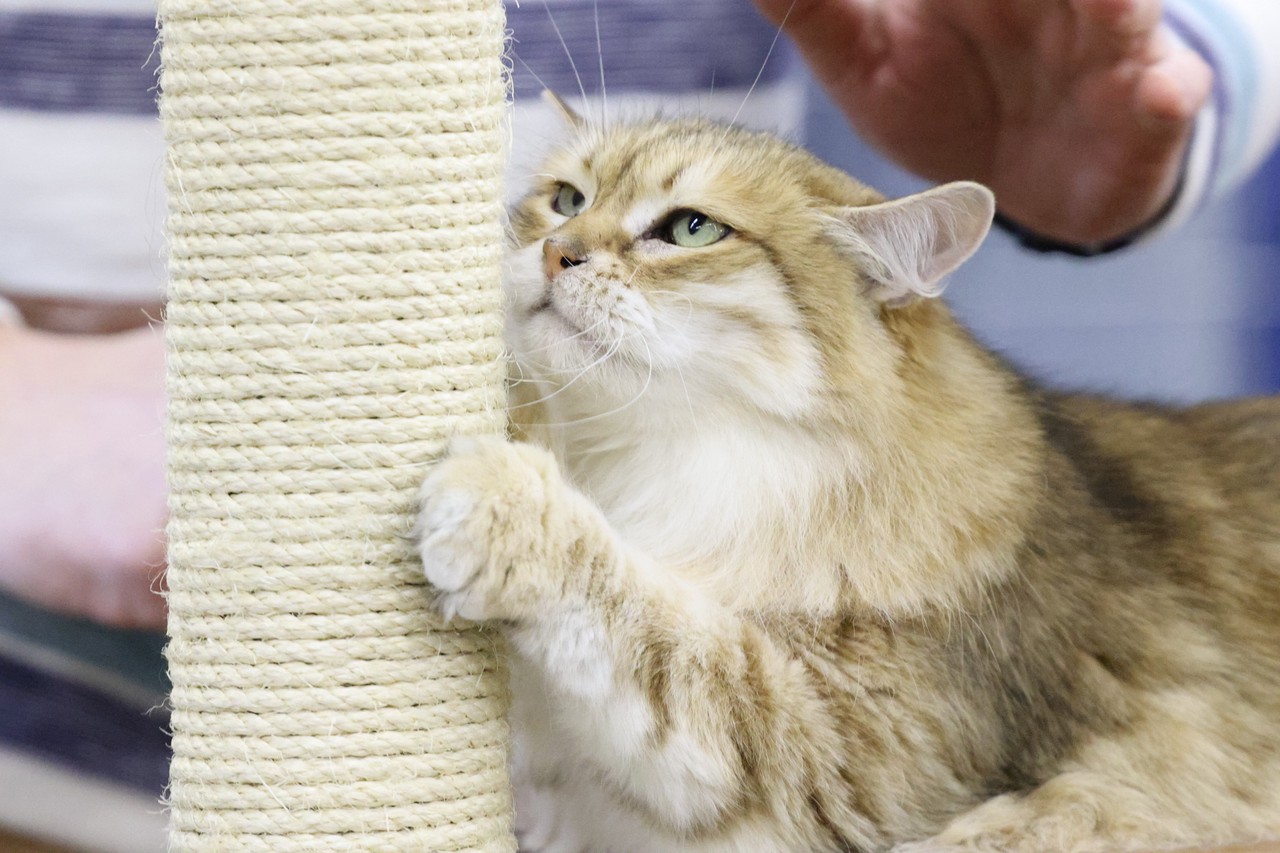 Фото © Анастасия Романова / Абзац