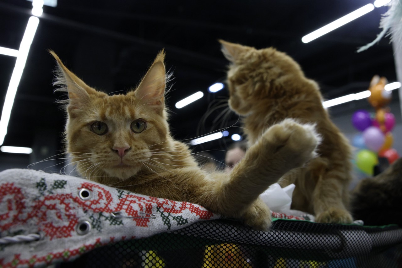 Фото © Анастасия Романова / Абзац