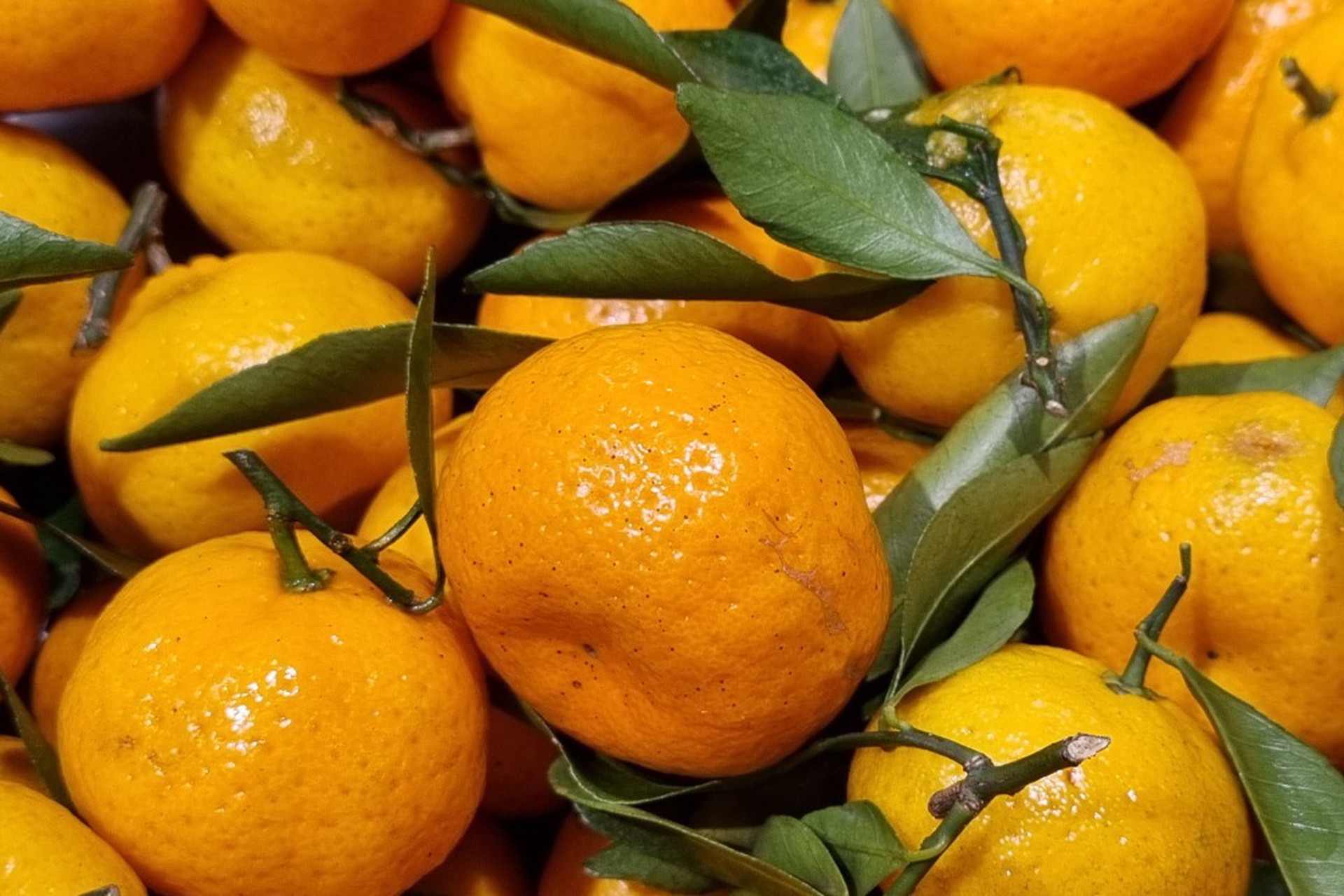 Стало известно, какие мандарины могут нанести сильный вред здоровью