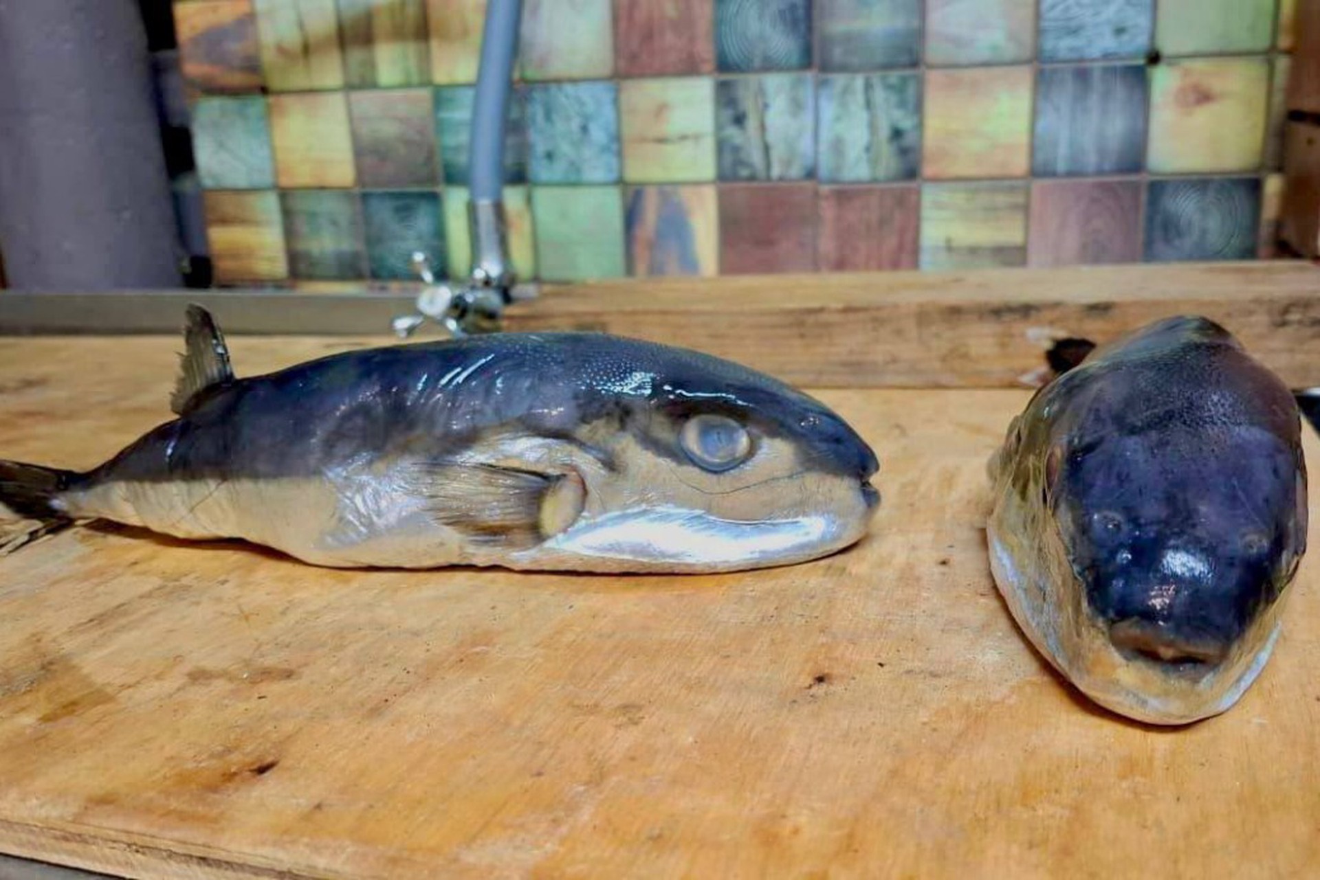 Смертельно опасную рыбу продали россиянину под видом скумбрии