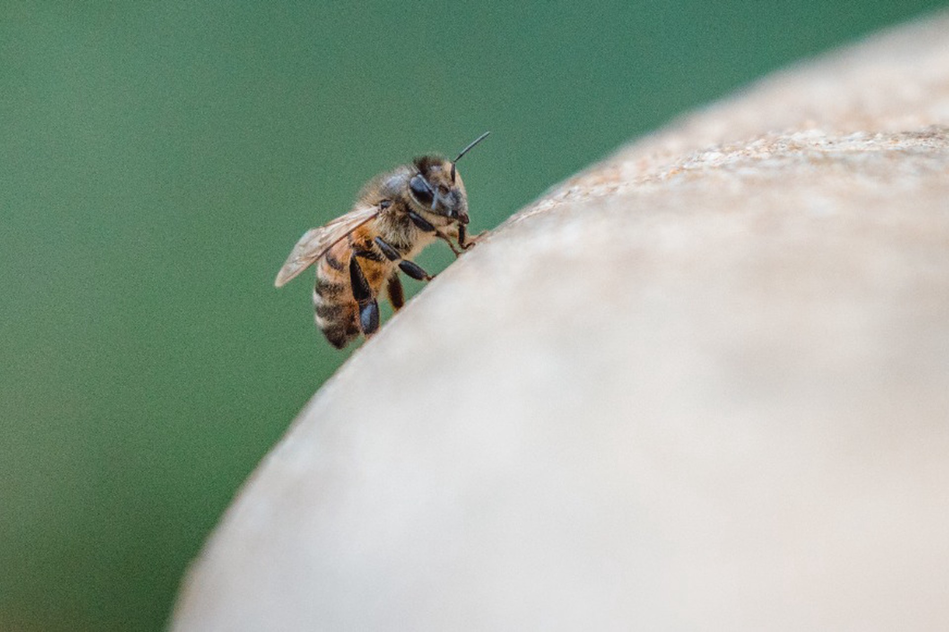 Из-за аномального тепла россиян начали атаковать осы