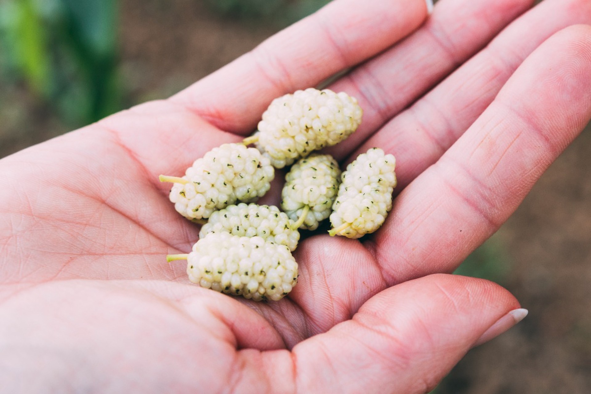 Названа ягода, которая улучшает обмен глюкозы