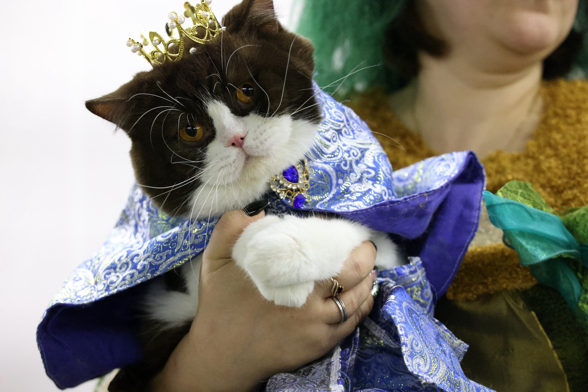 Наряжать кошек на Новый год запретил ветеринар