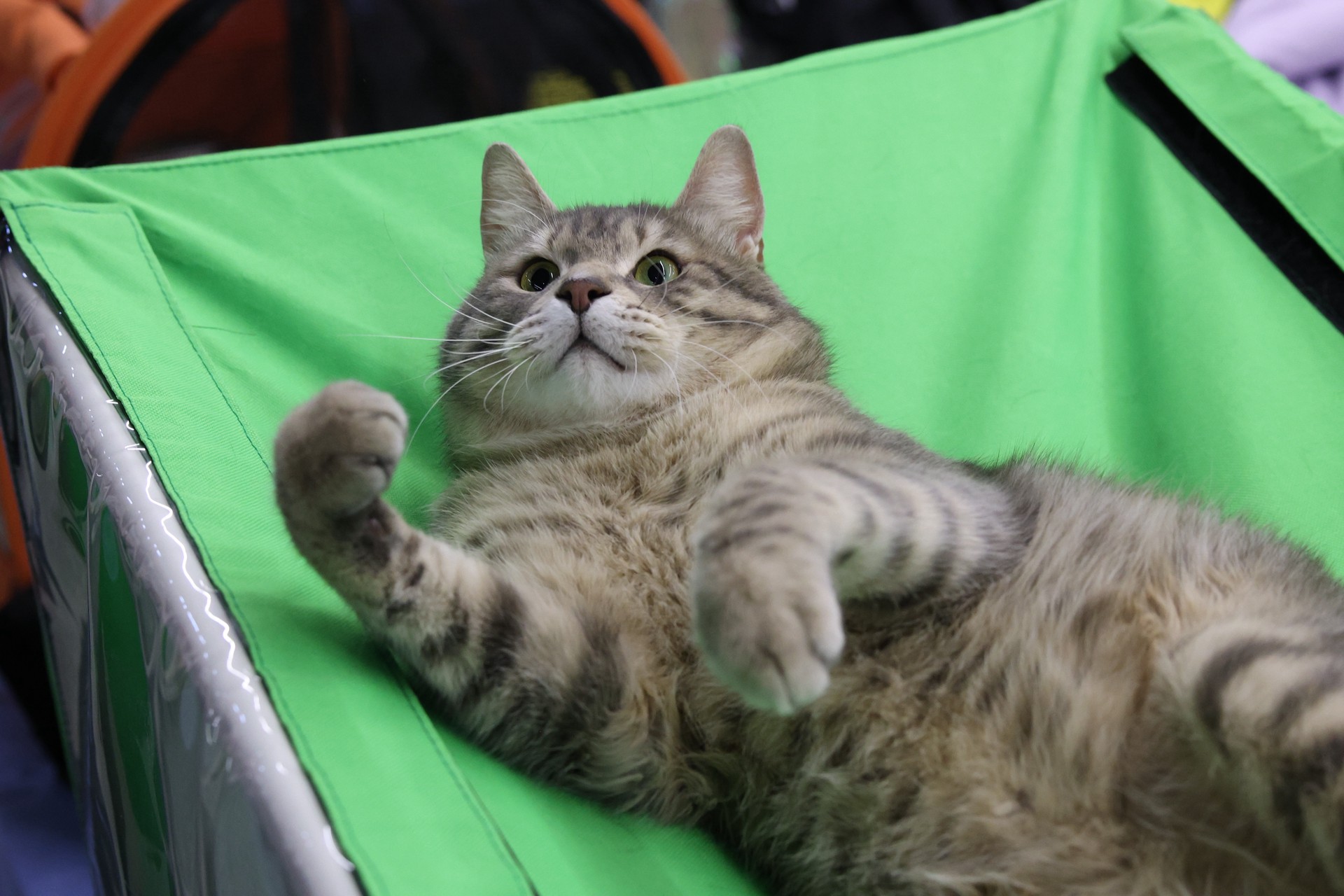 В Ростове ввели карантин после случая бешенства у домашней кошки