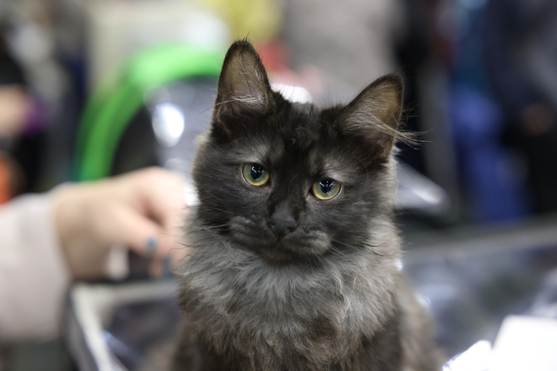 Ветврач предупредил о вспышке диареи у домашних питомцев