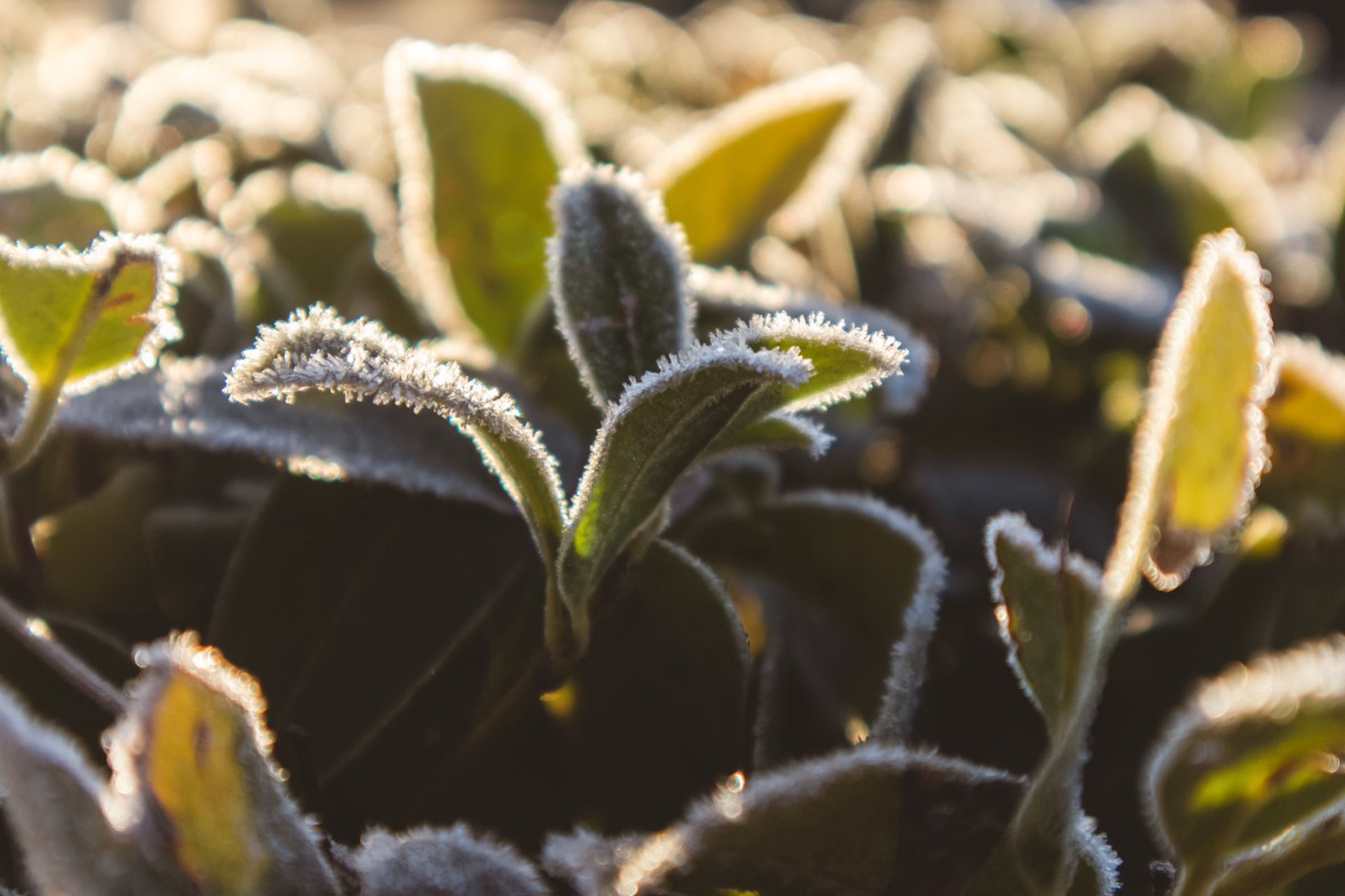 Стало известно, как резкое похолодание может навредить дачникам