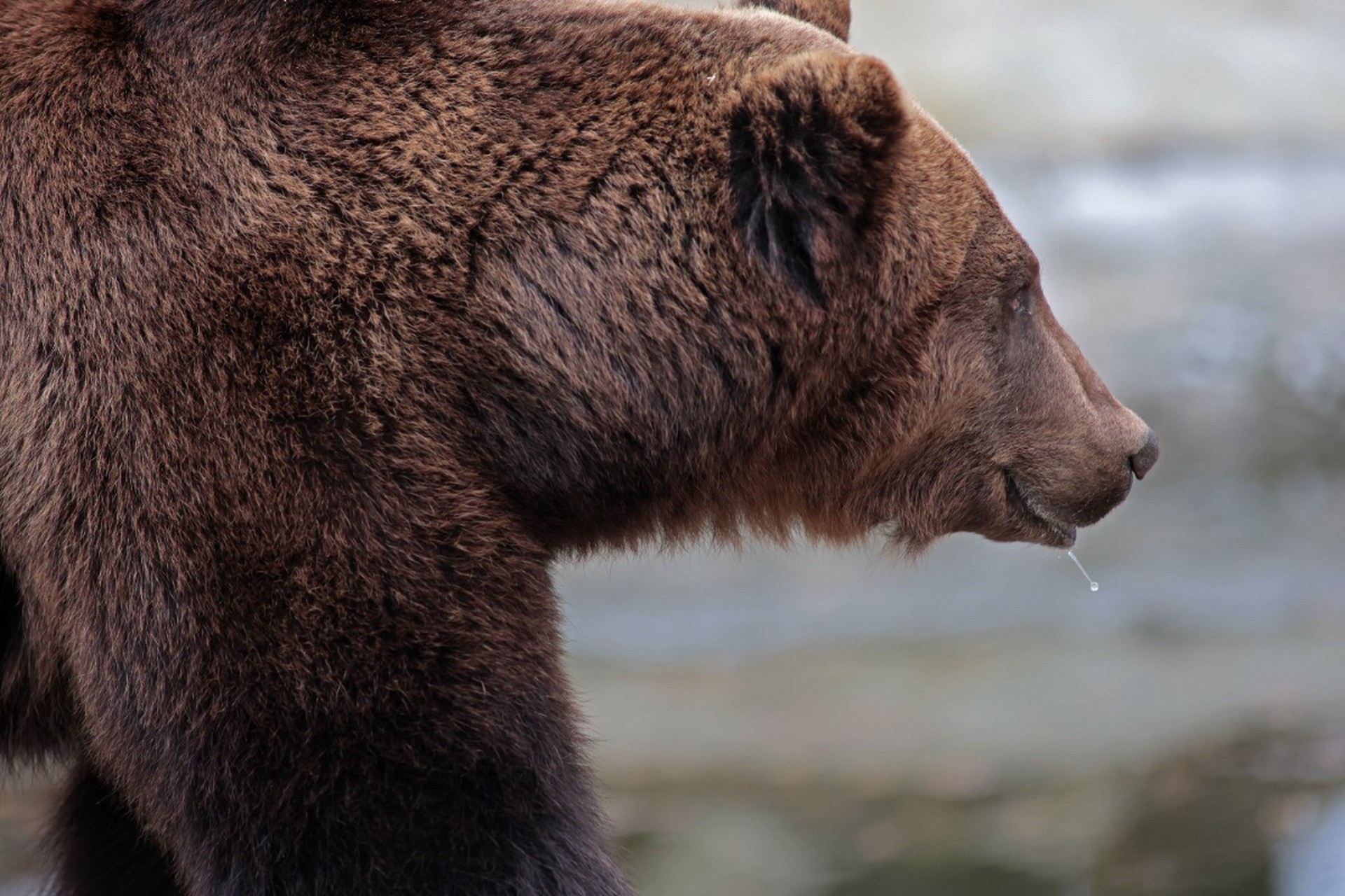 В Подмосковье увеличилось число не ушедших в спячку медведей, предупредил эколог