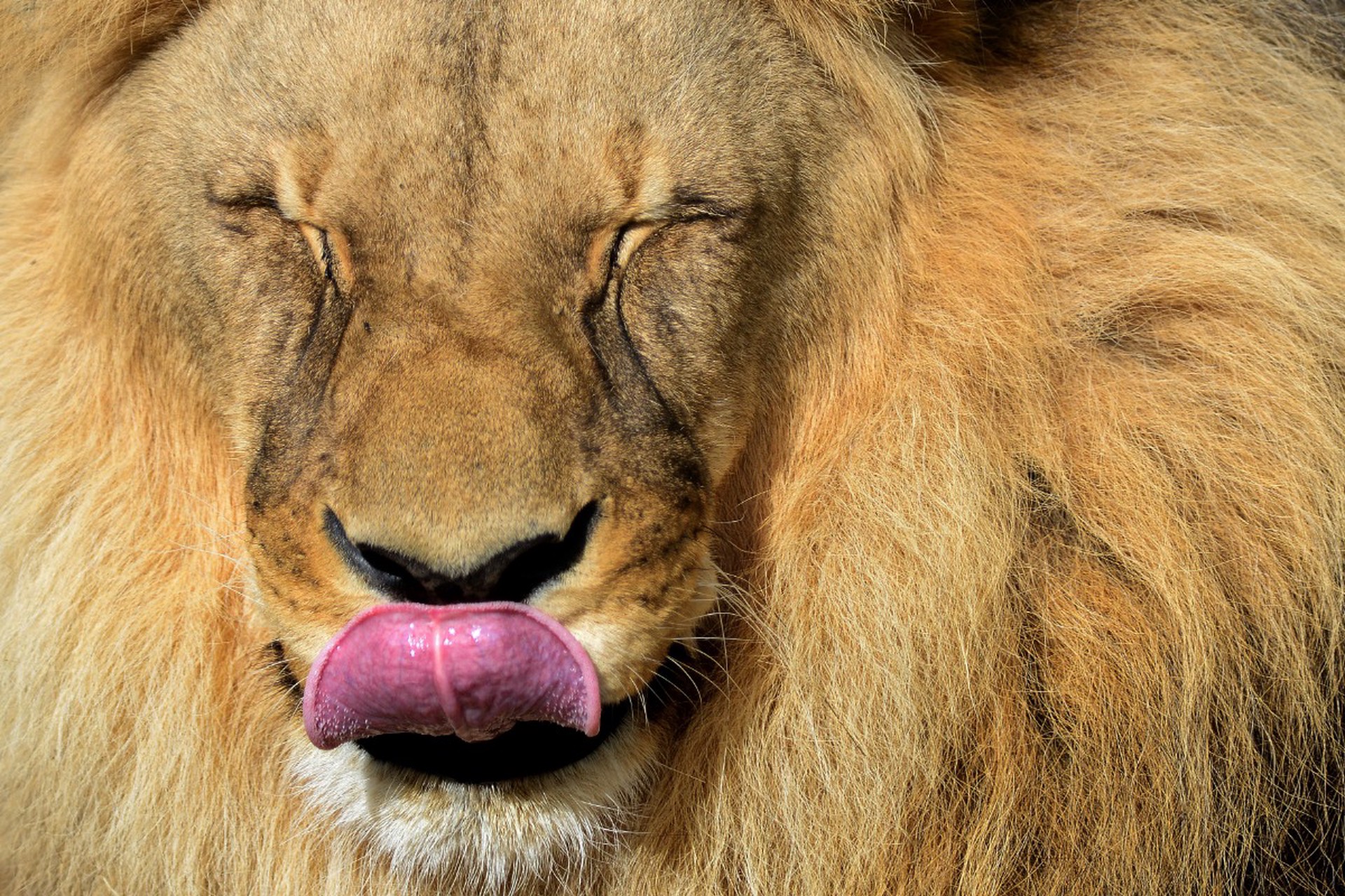 Львы, ждите потрясений: что принесет вам 2026 год