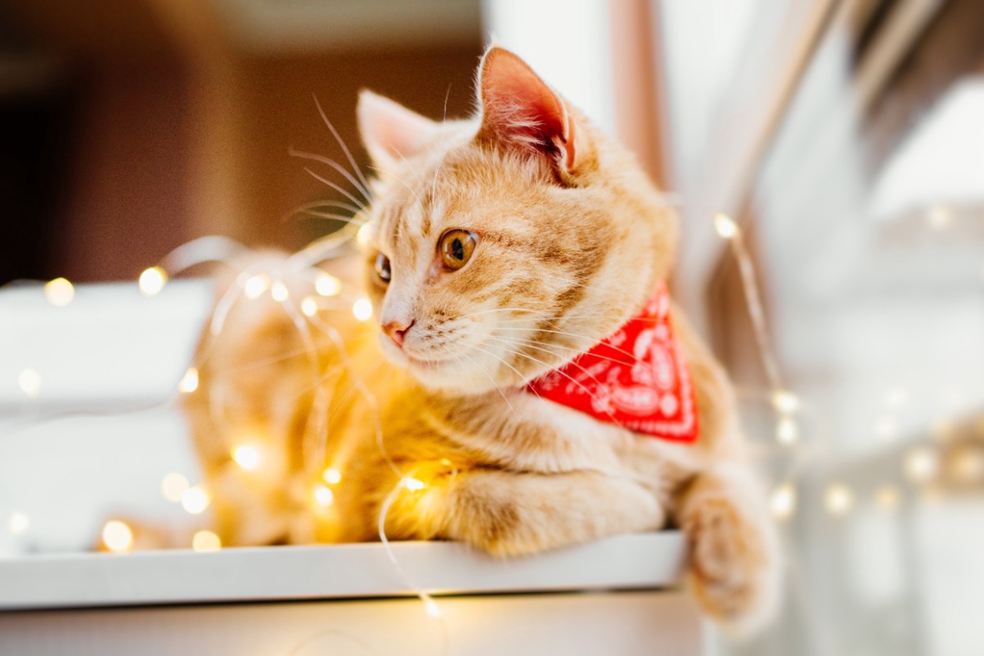 Домашние животные могут умереть из-за взрыва фейерверка за окном, предупредила ветеринар