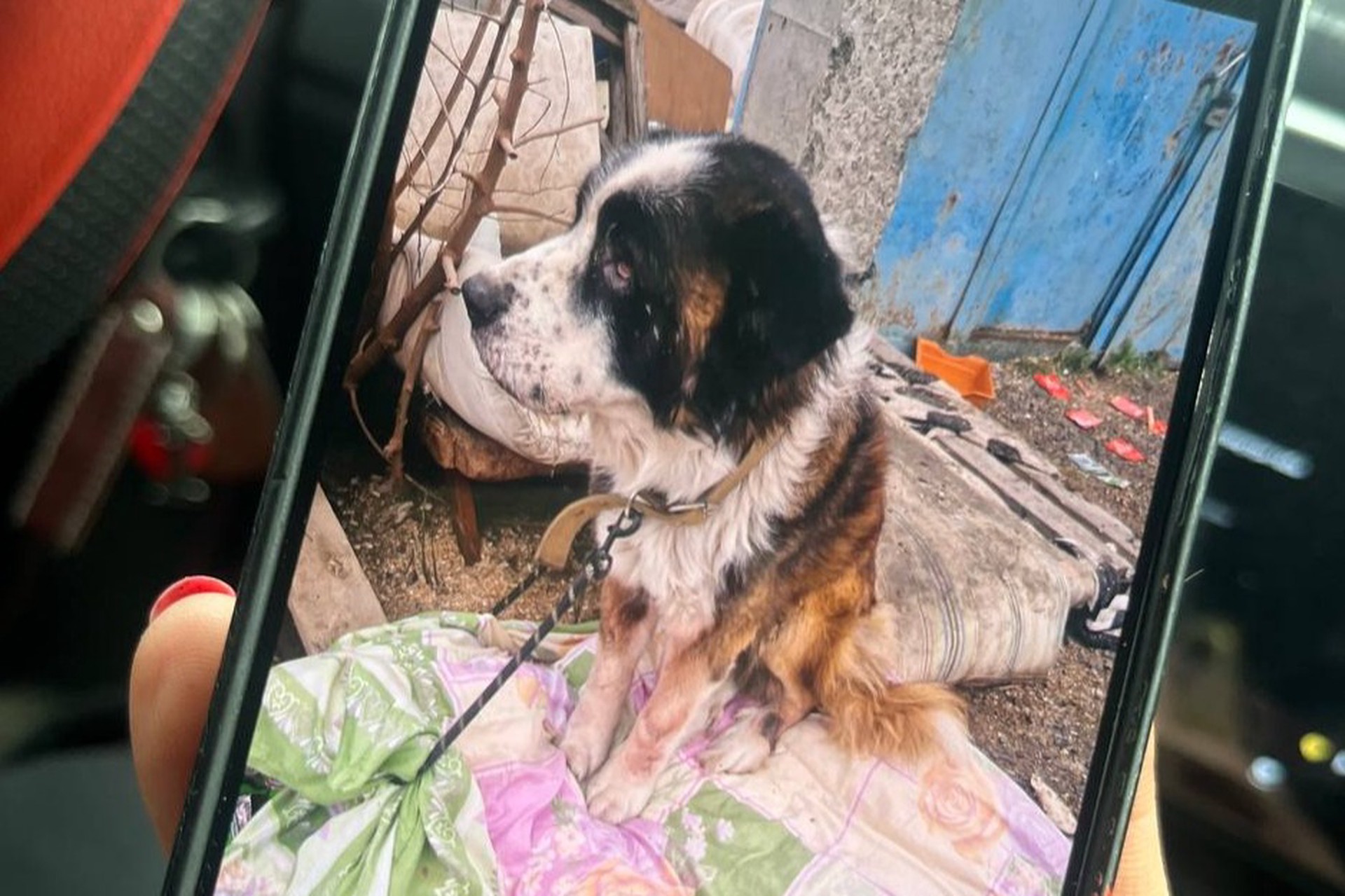 Сотни мертвых животных нашли в российском приюте