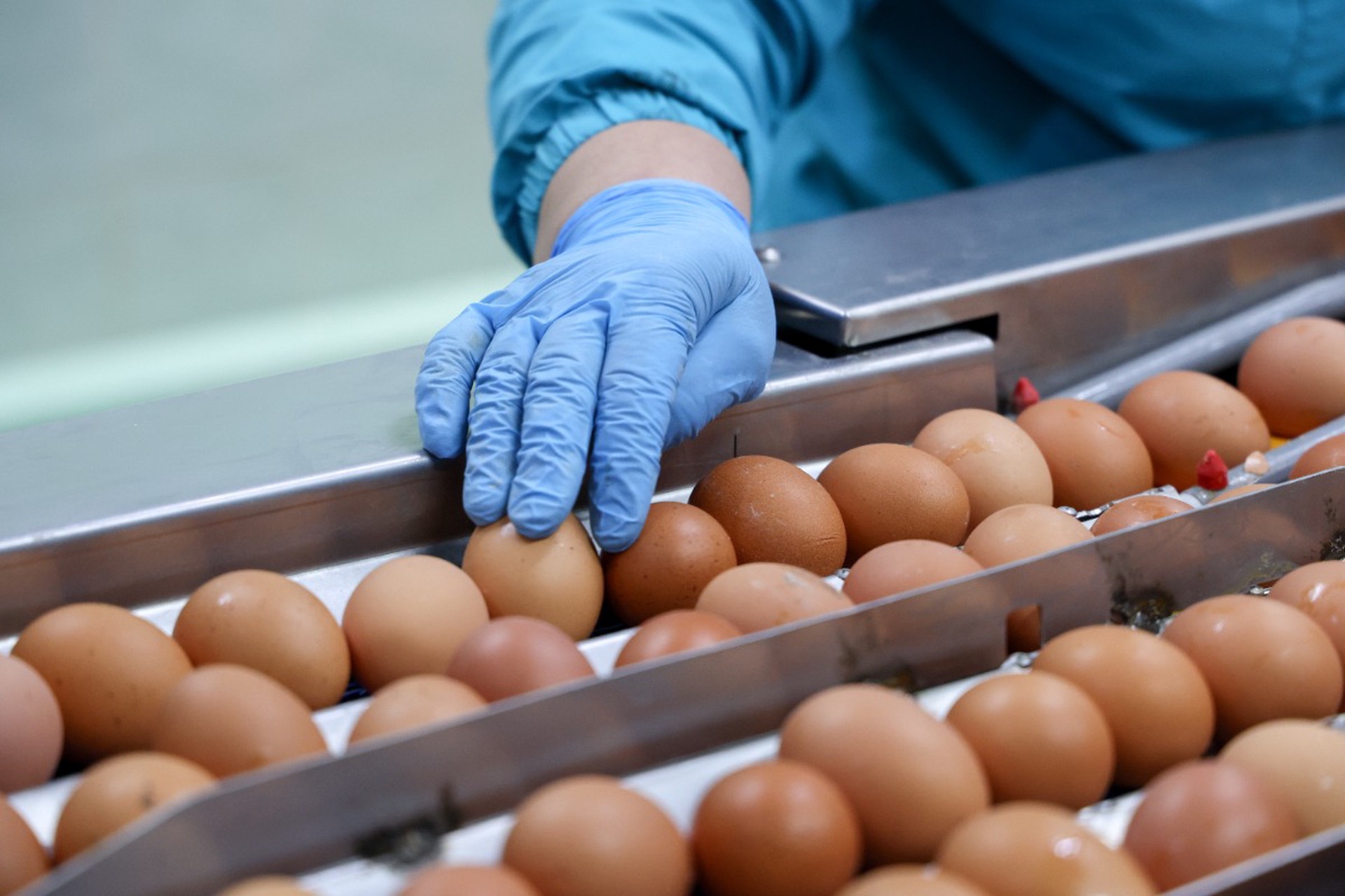 Крупнейшая птицефабрика Центральной России полгода не будет отгружать яйца