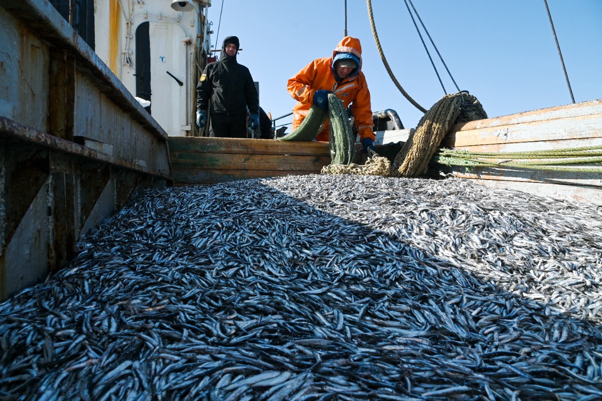 Евросоюз потратил миллионы евро на морепродукты из России 