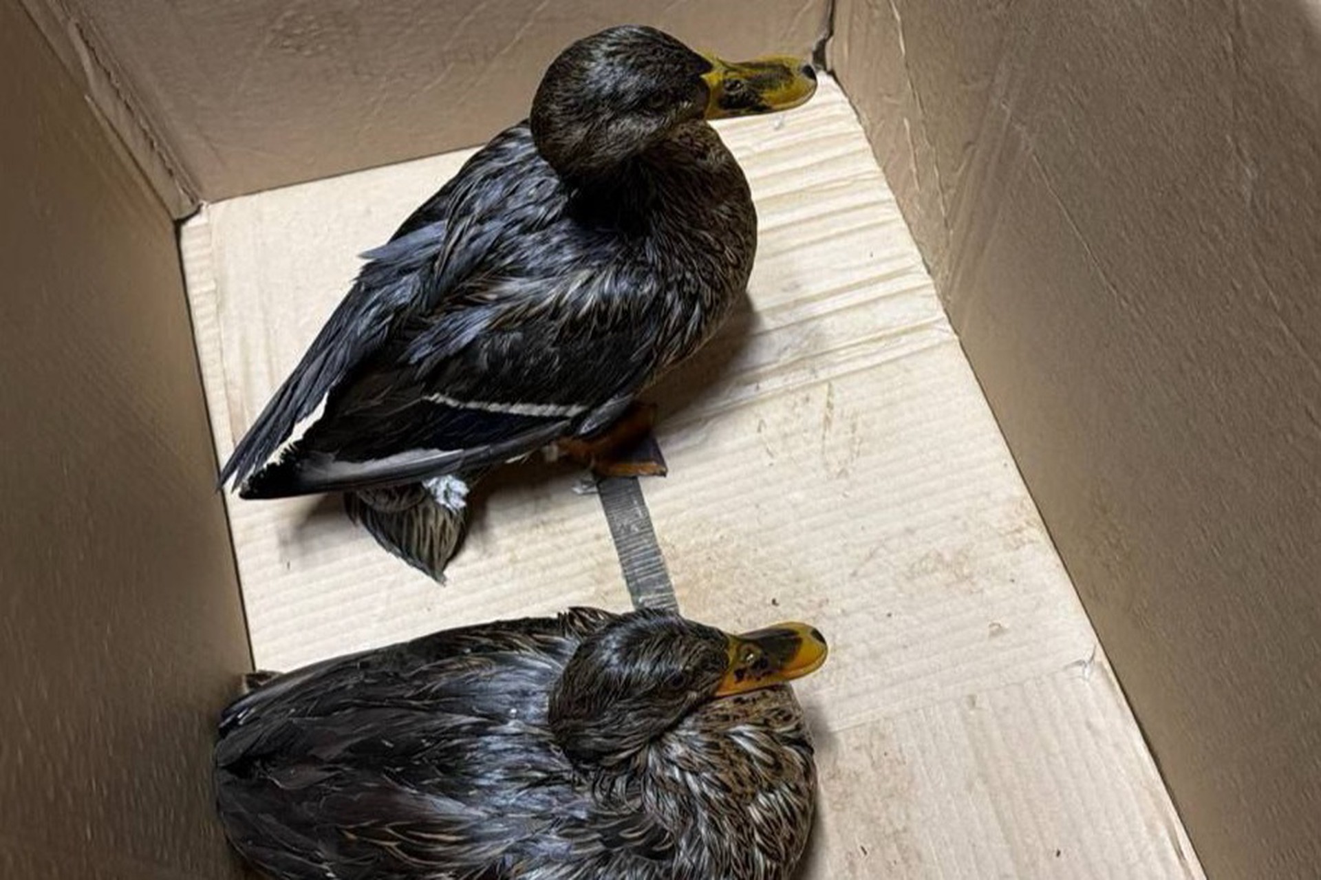 Столичные утки пострадали при загрязнении парка «Яуза»