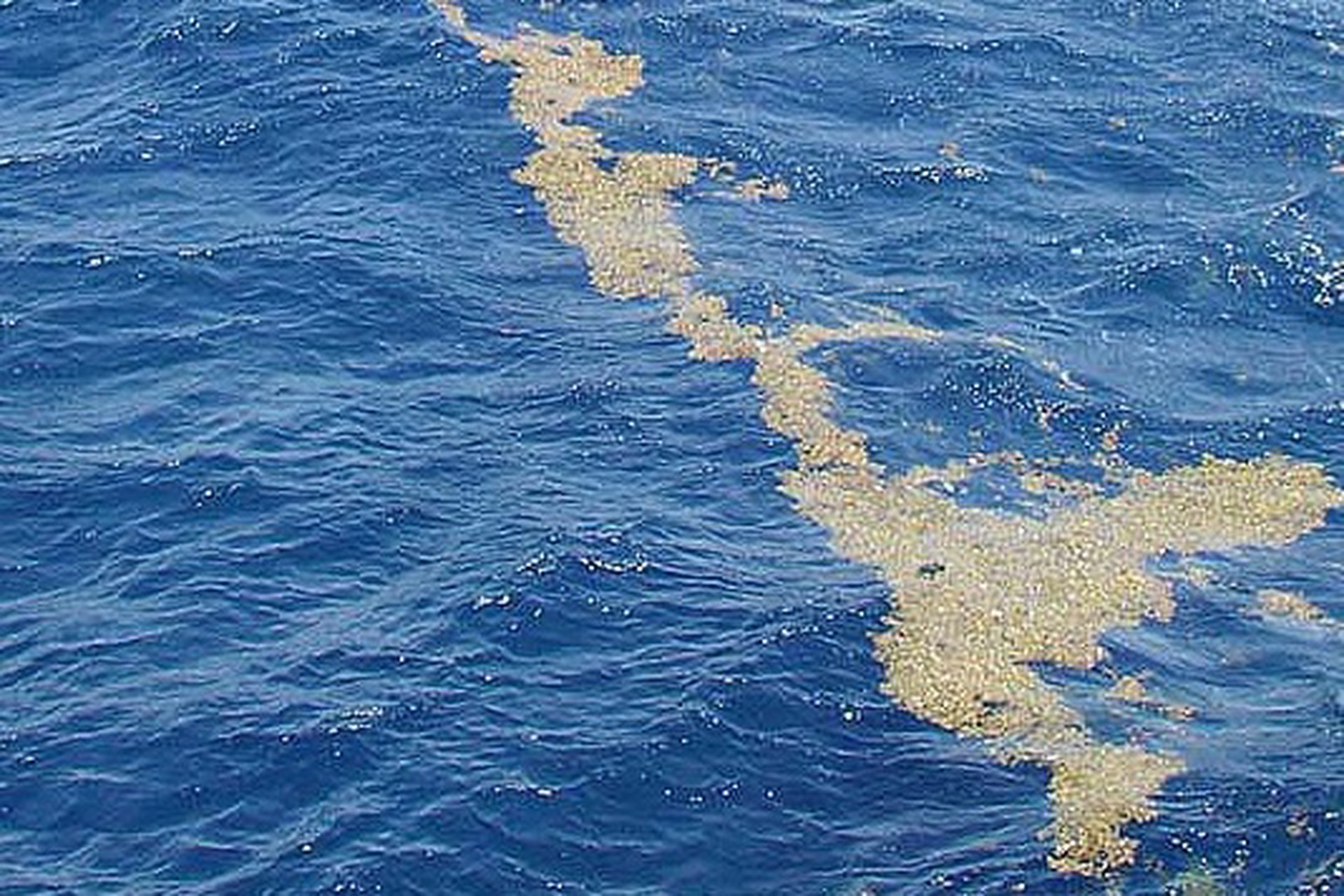 Саргассово море осталось без водорослей