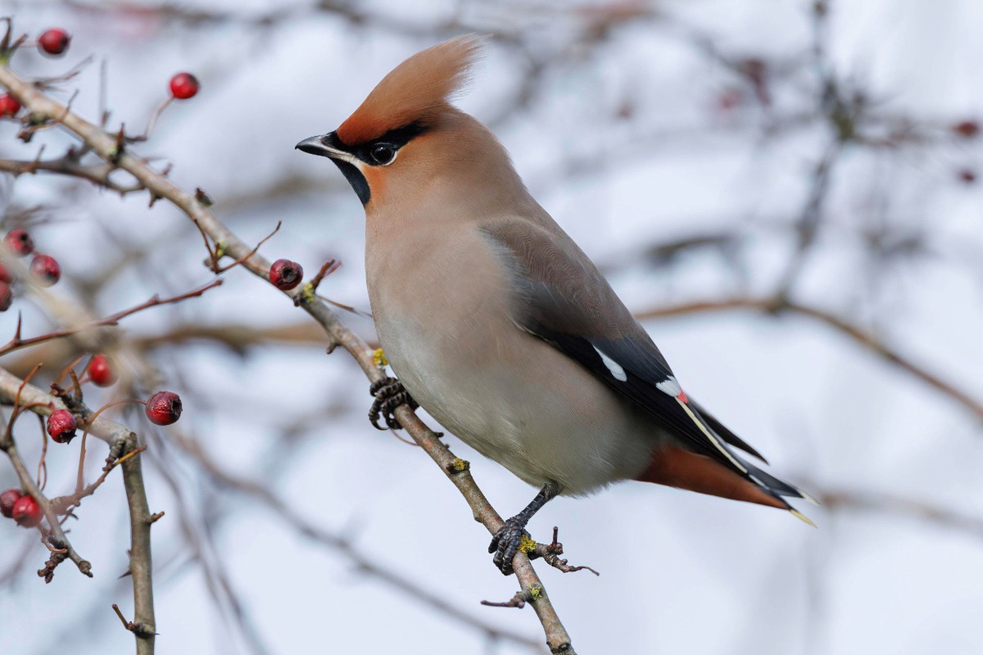 В Подмосковье прилетели «открыточные» птицы