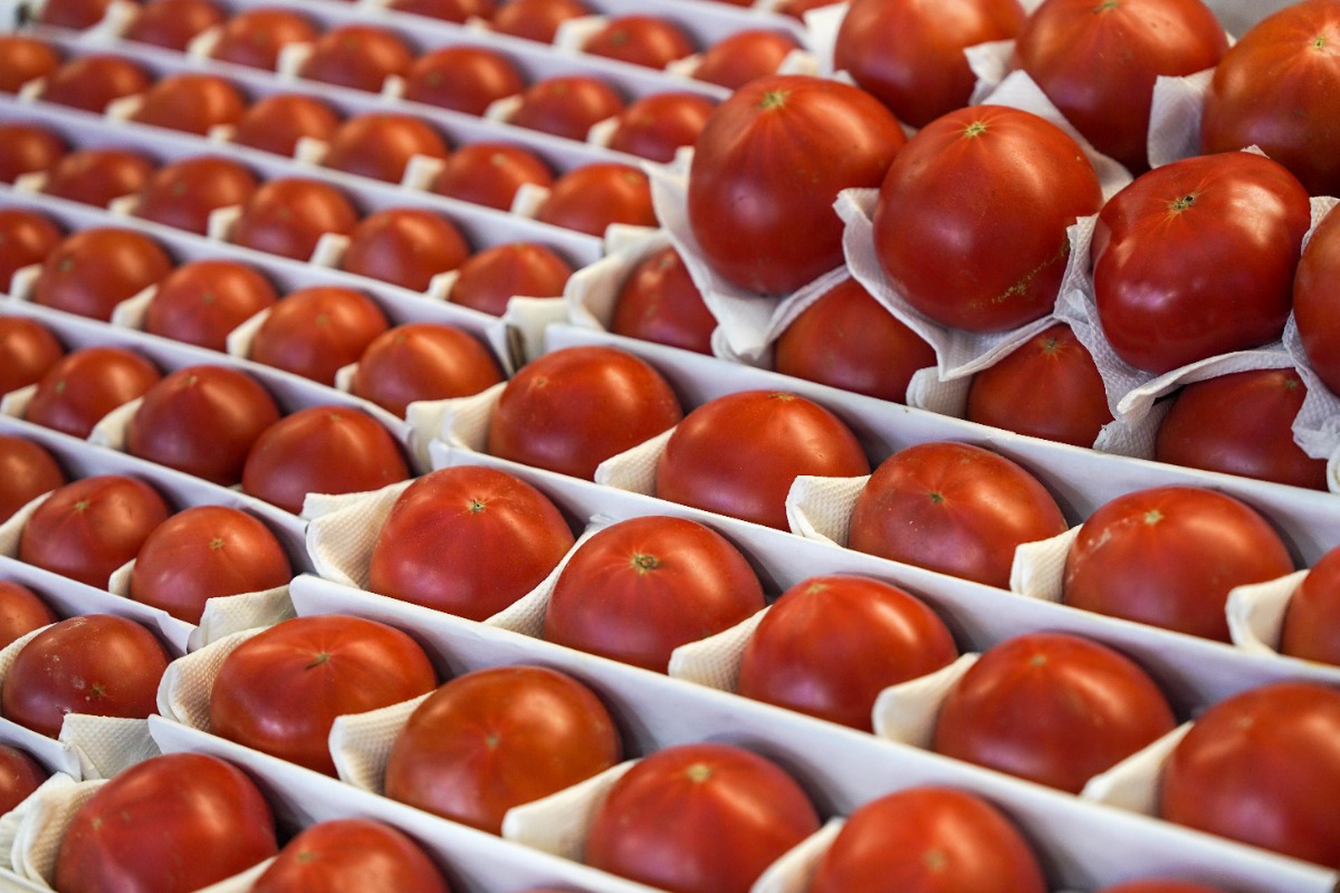 России грозит дефицит помидоров из-за застрявших в Иране грузов