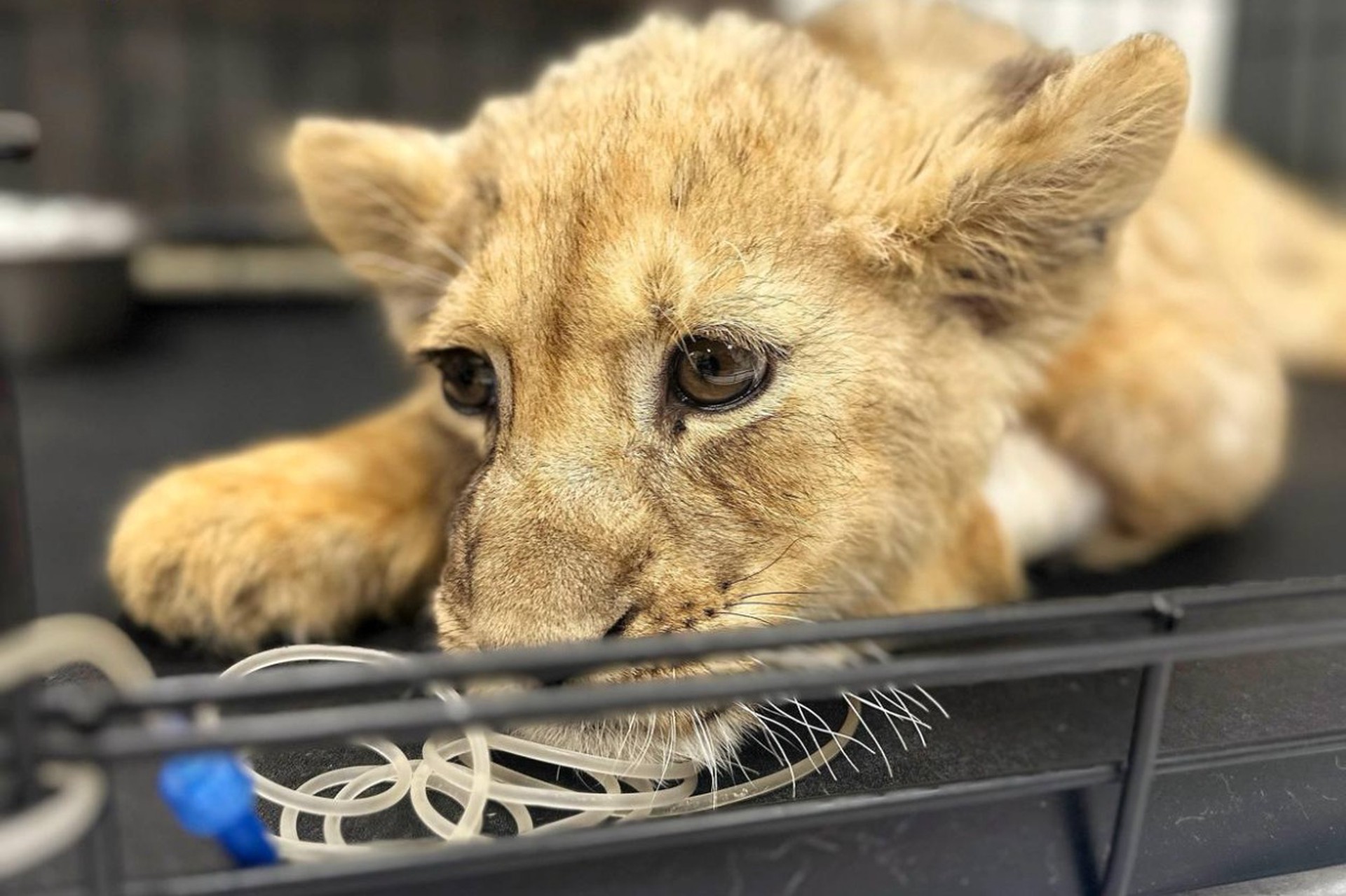Страшную болезнь нашли у изъятого у блогера львенка