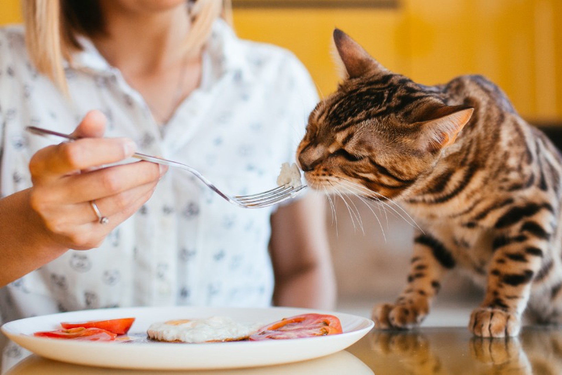 Ветеринар предупредил о вреде продуктов с новогоднего стола для здоровья кошек