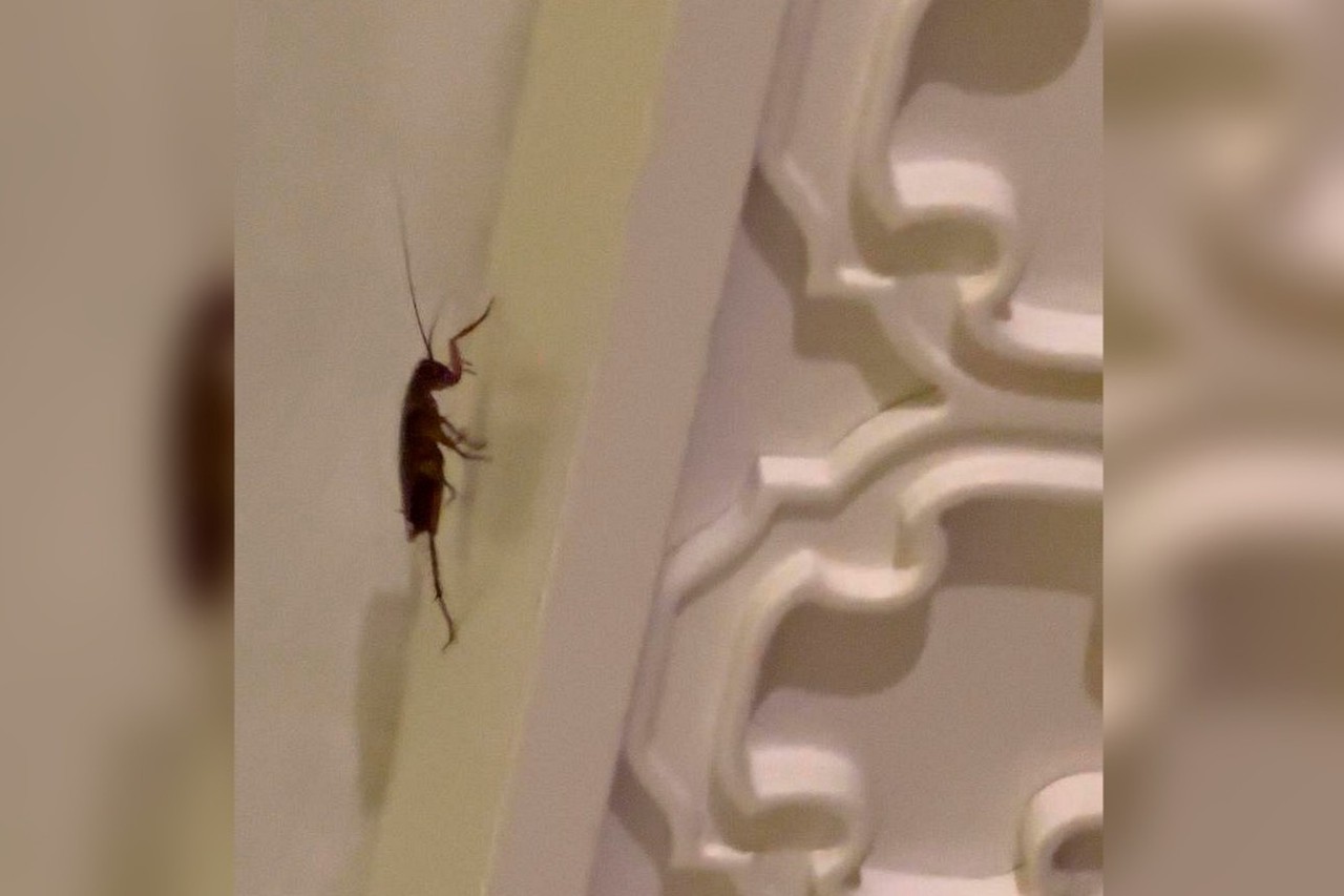 Фото © Tripadvisor / @Tour64246401985