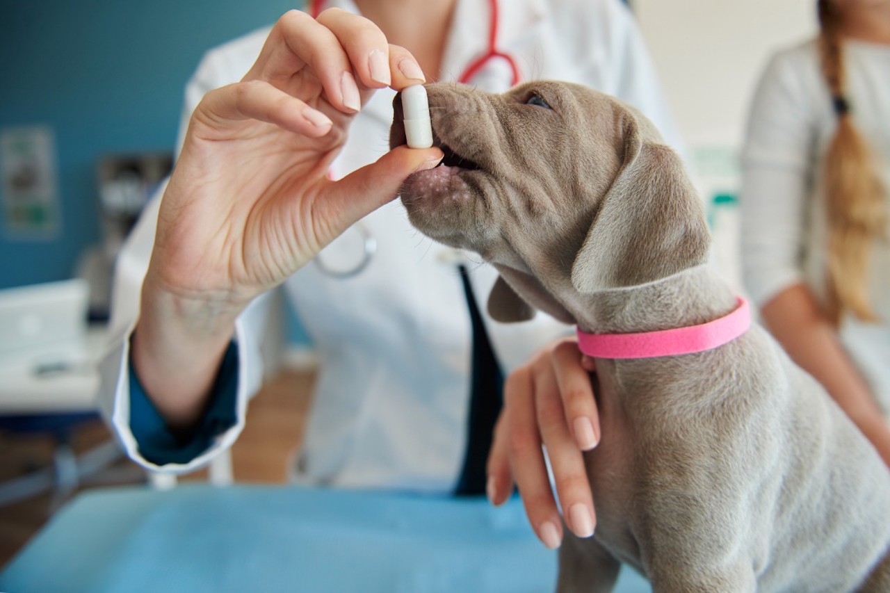 Упокоительные пилюли: чем рискуют зумеры из-за приема препаратов для животных