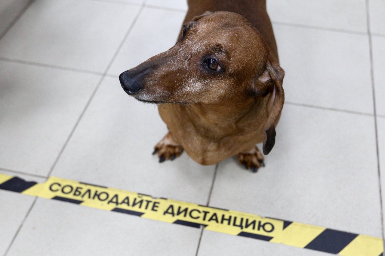 Упокоительные пилюли: чем рискуют зумеры из-за приема препаратов для животных