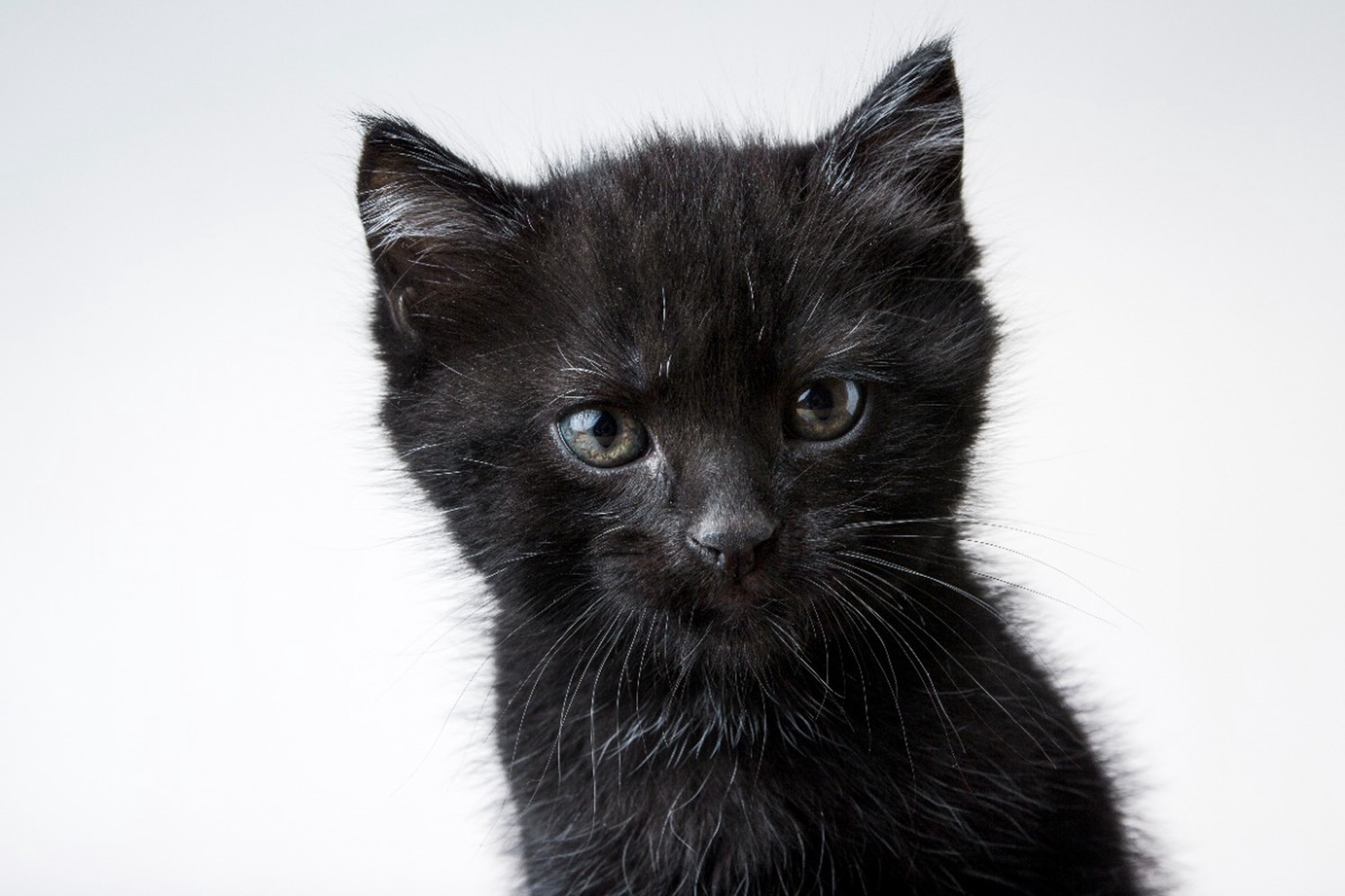 Котенок помог украсть деньги у пенсионерки в Кузбассе