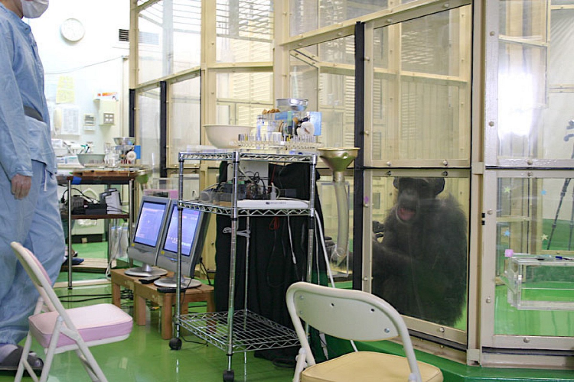 Умер самый известный в мире шимпанзе-ученый 