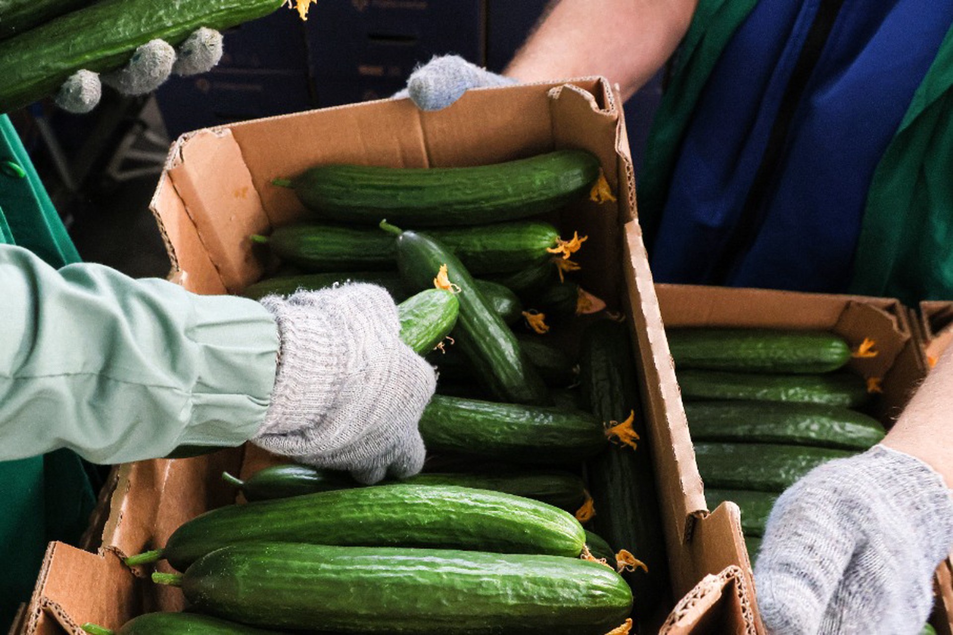 Огурцы с опасным для жизни уровнем нитратов нашли в сухпайках для самолетов