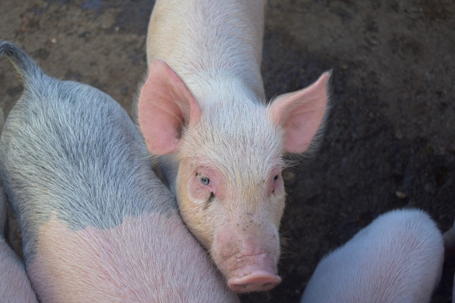 Врач перечислила риски пересадки органов от генно-модифицированных свиней