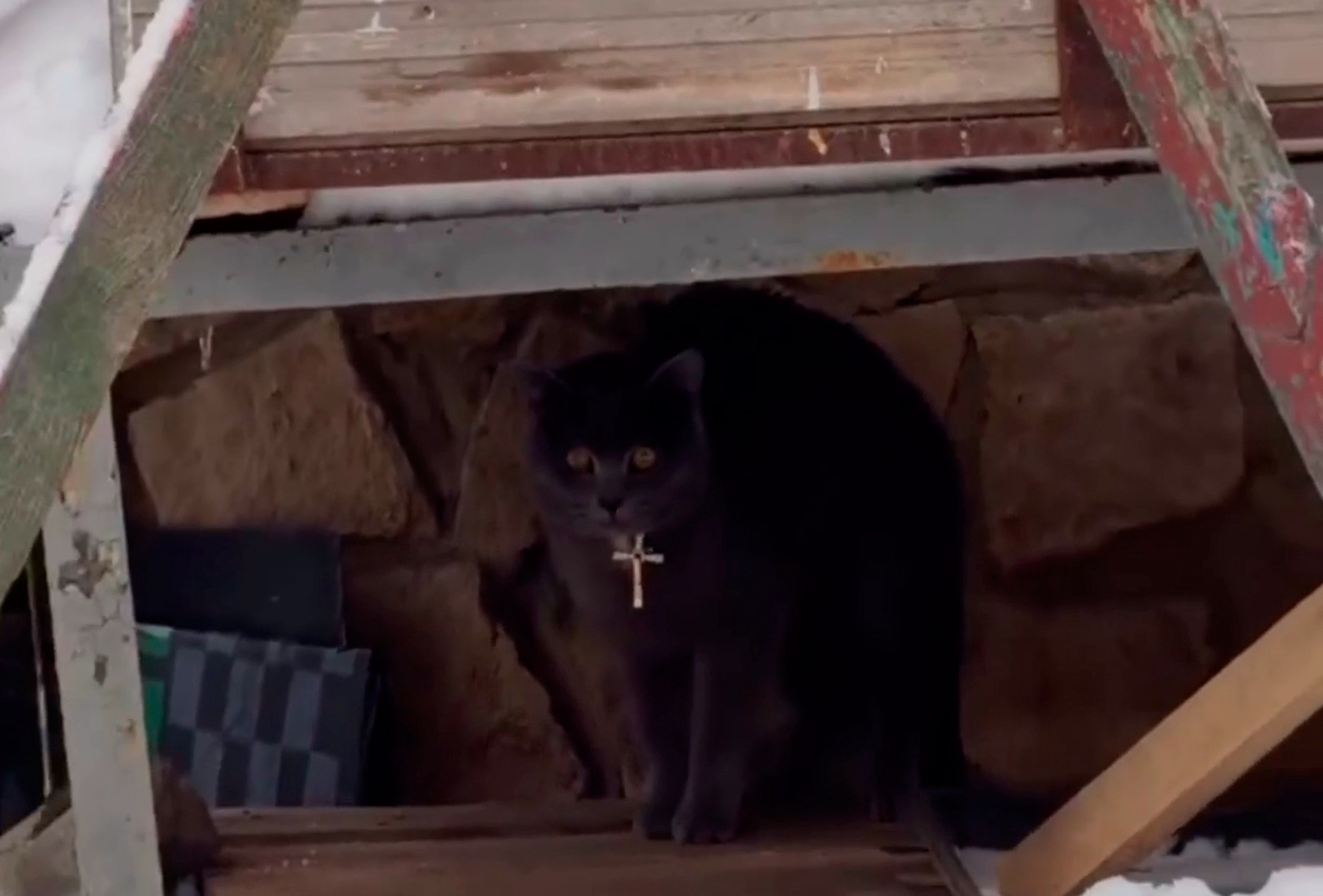 В РПЦ предупредили о серьезном наказании за надевание креста на кота из Балашихи