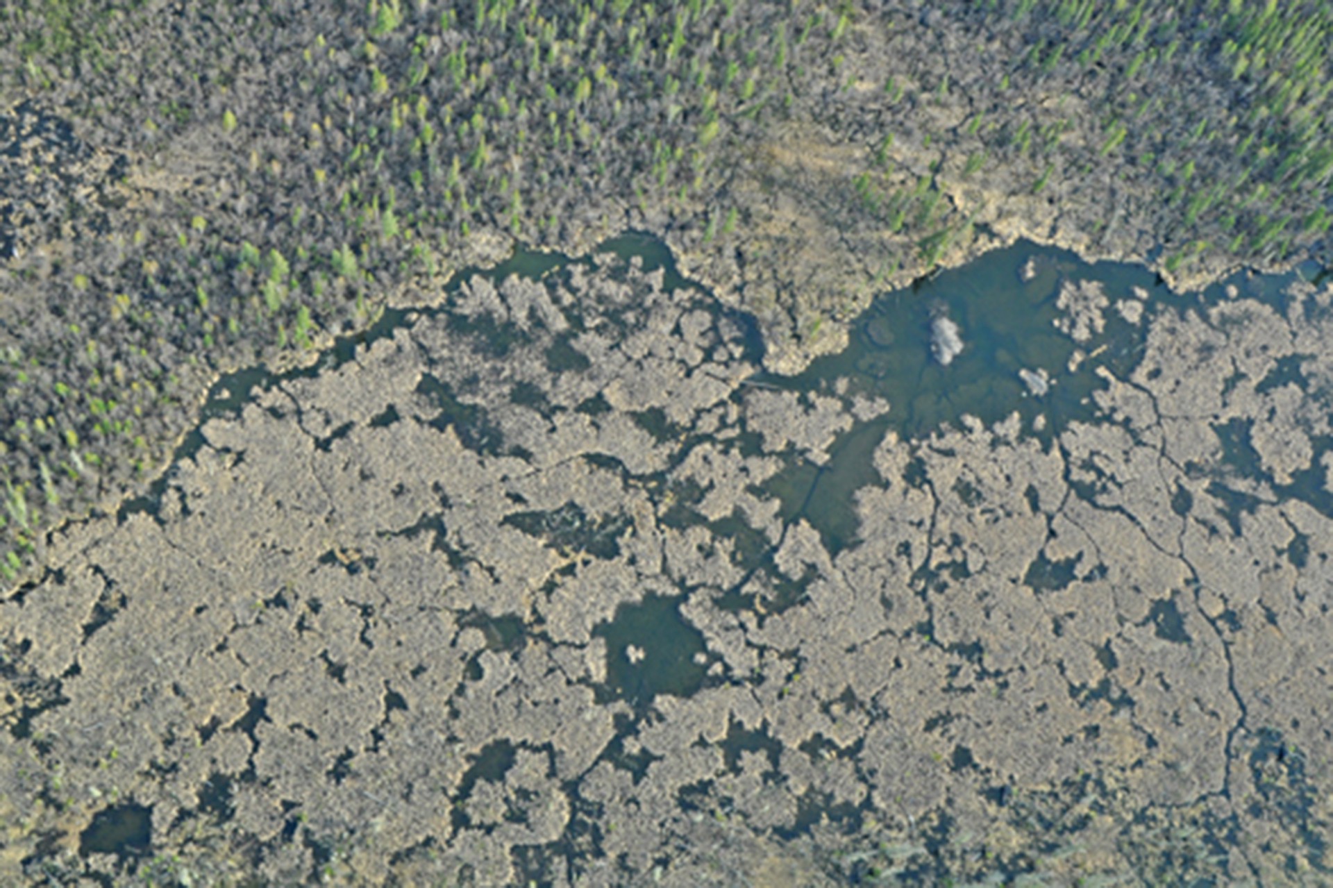 Крупнейшую в мире плотину бобров заметили из космоса