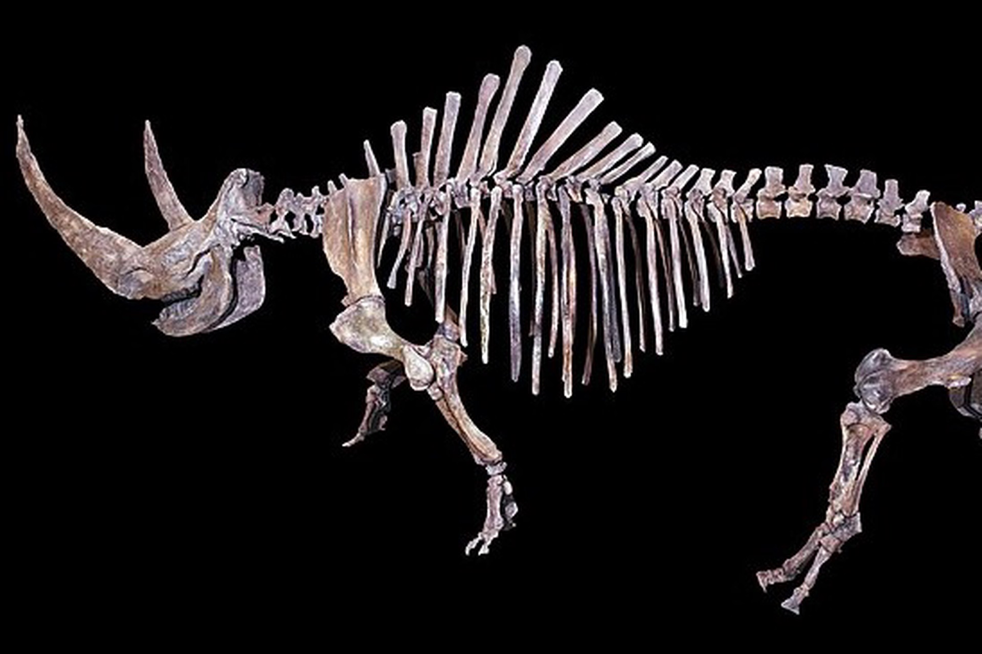 Ученые расшифровали геном одного из последних шерстистых носорогов на планете