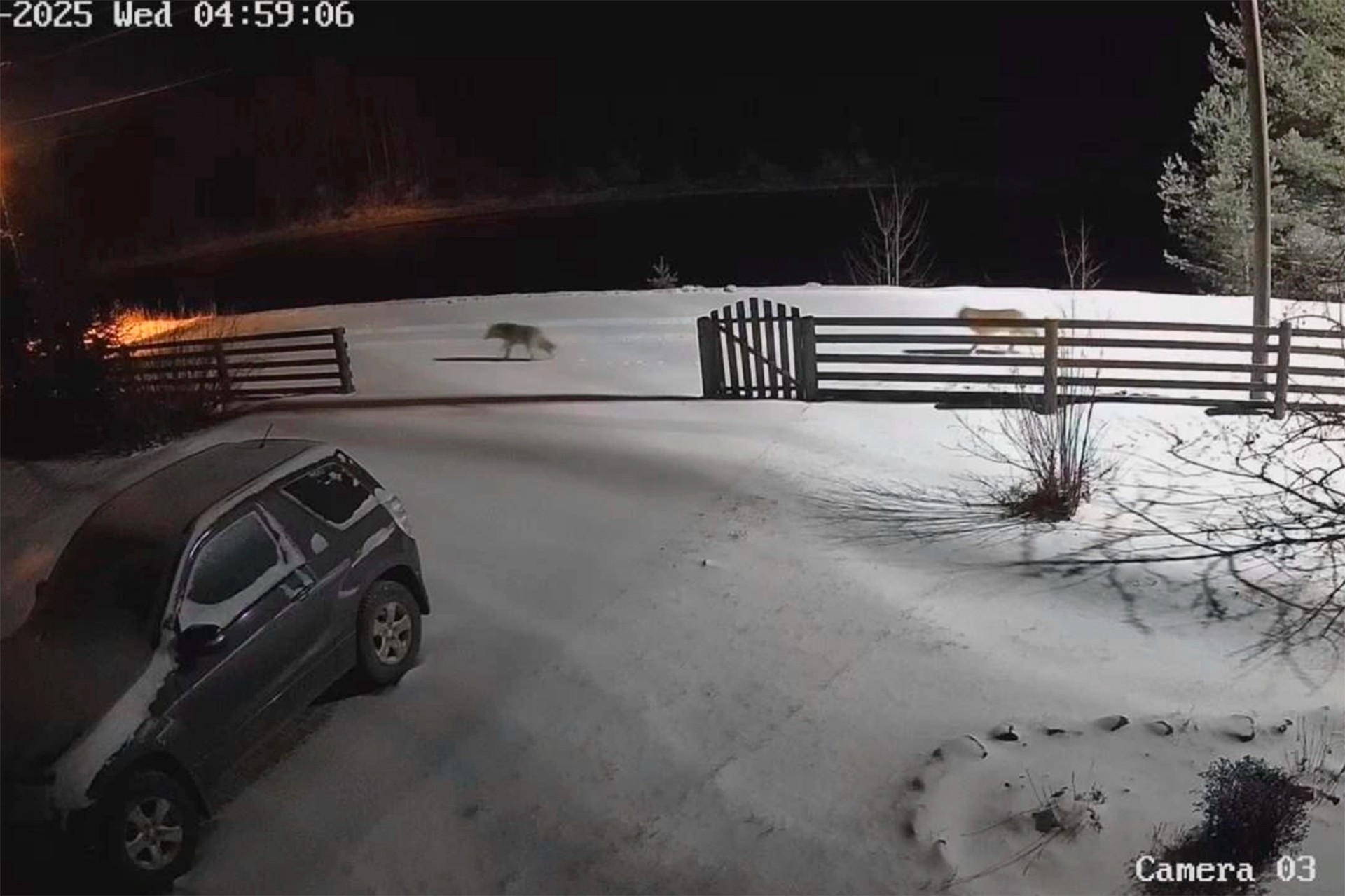 Школьнику в российском регионе разрешили опаздывать из-за волков