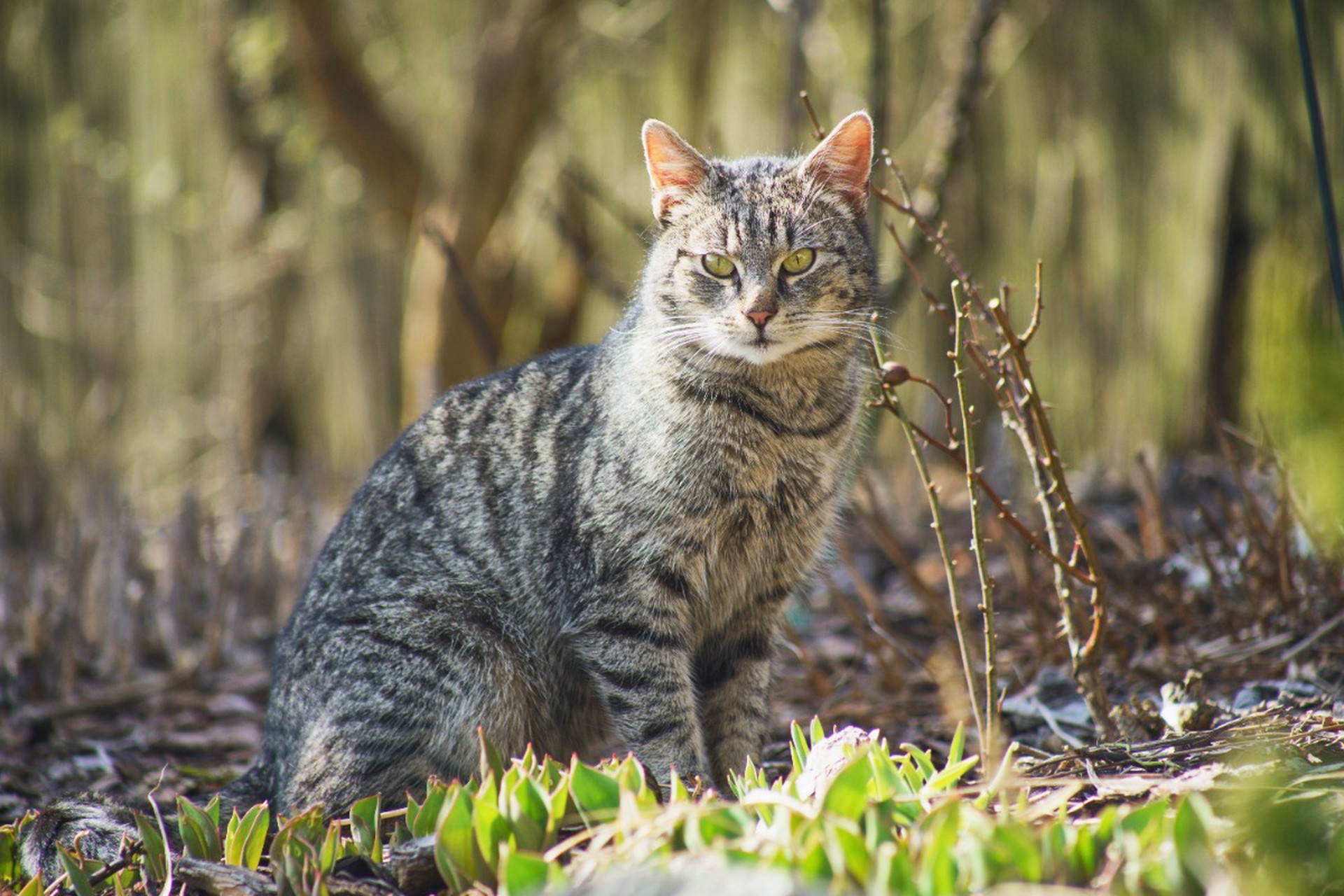 Леса оказались под властью тысяч диких котов