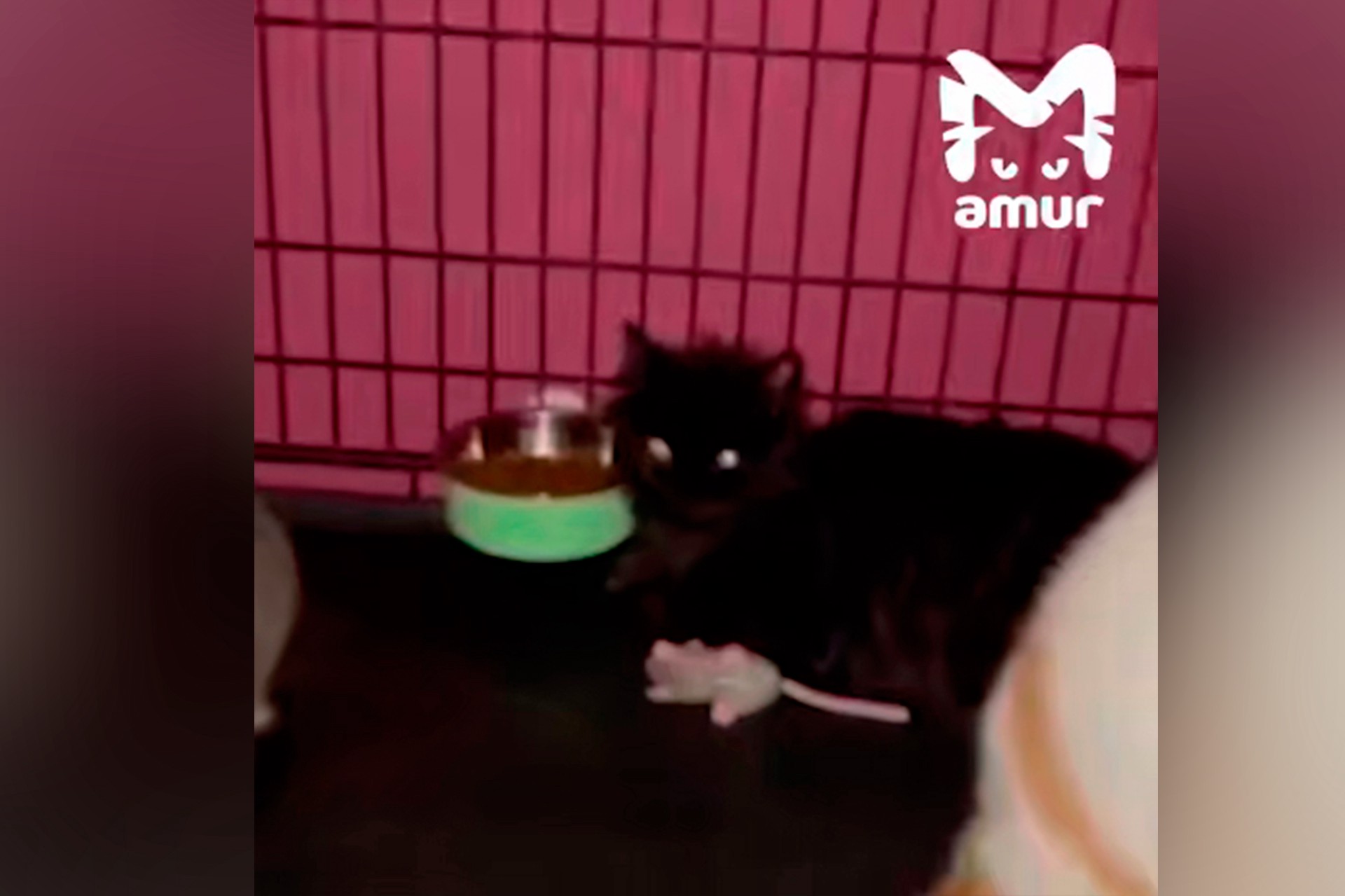 Десятки кошек сварились заживо в российском приюте